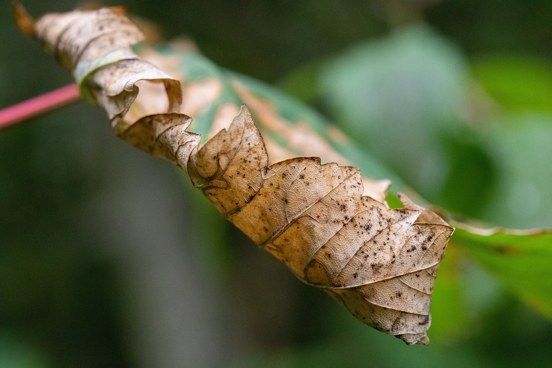 Leaf