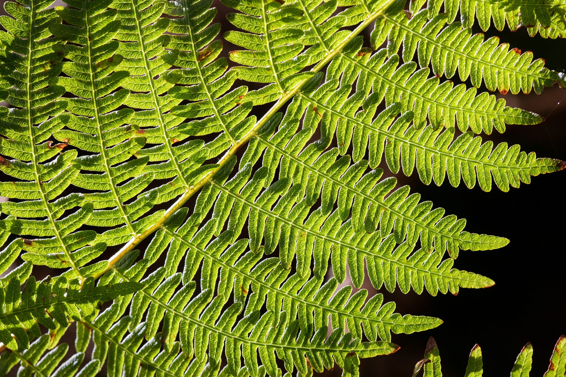 Bracken