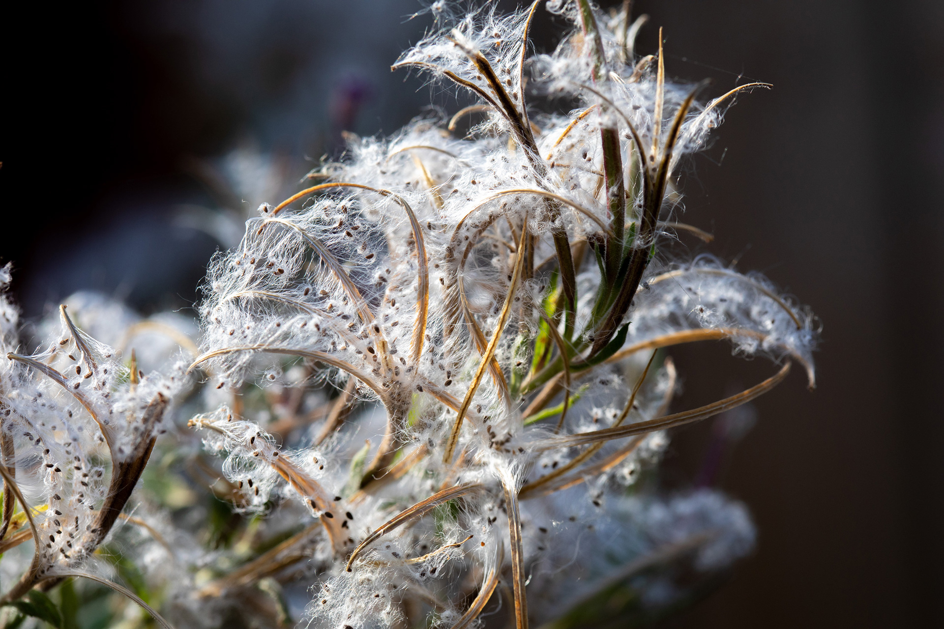 Willowherb