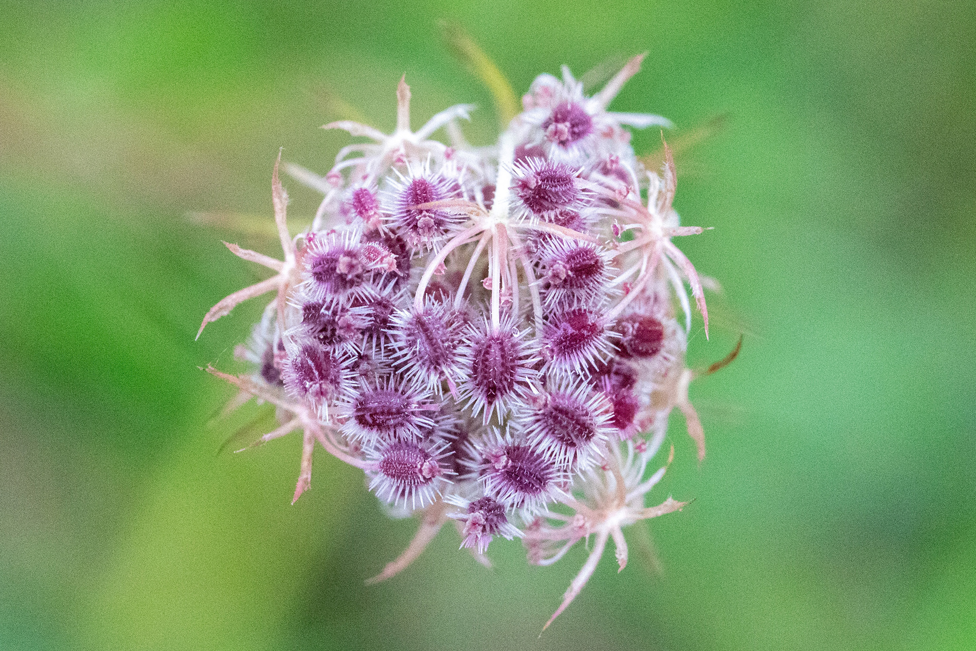 Wild Carrot
