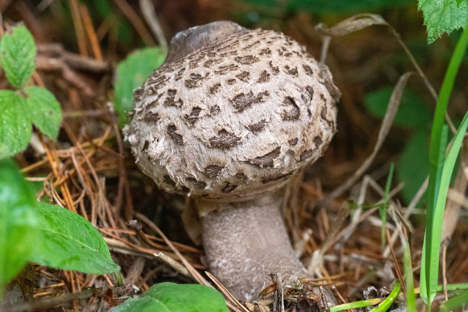Shaggy Parasol