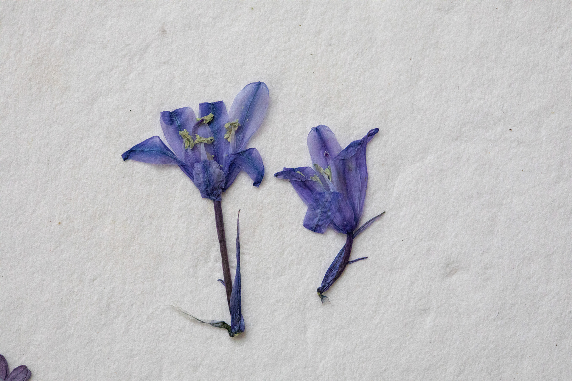 Bluebells