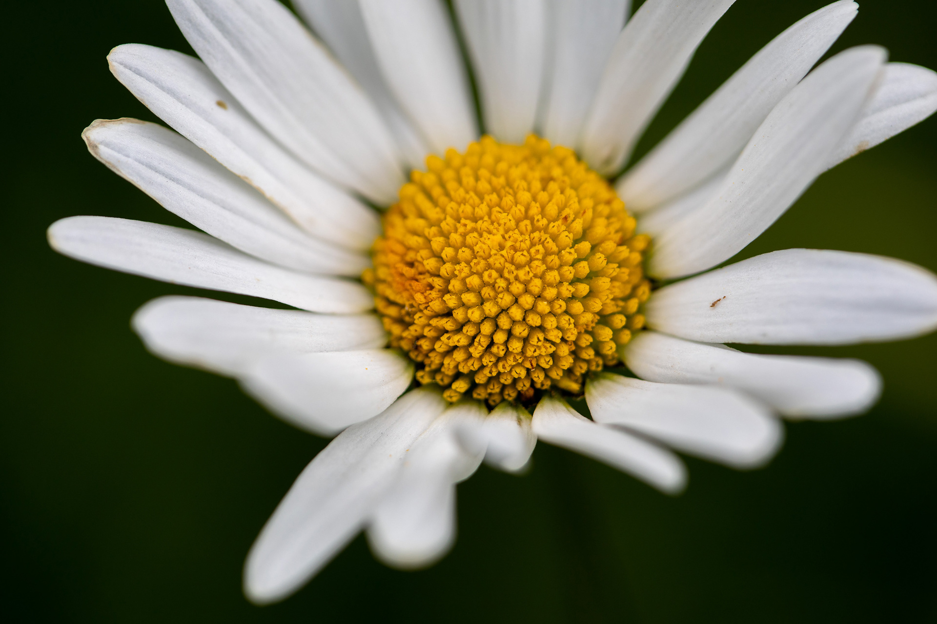 Ox-Eye Daisy