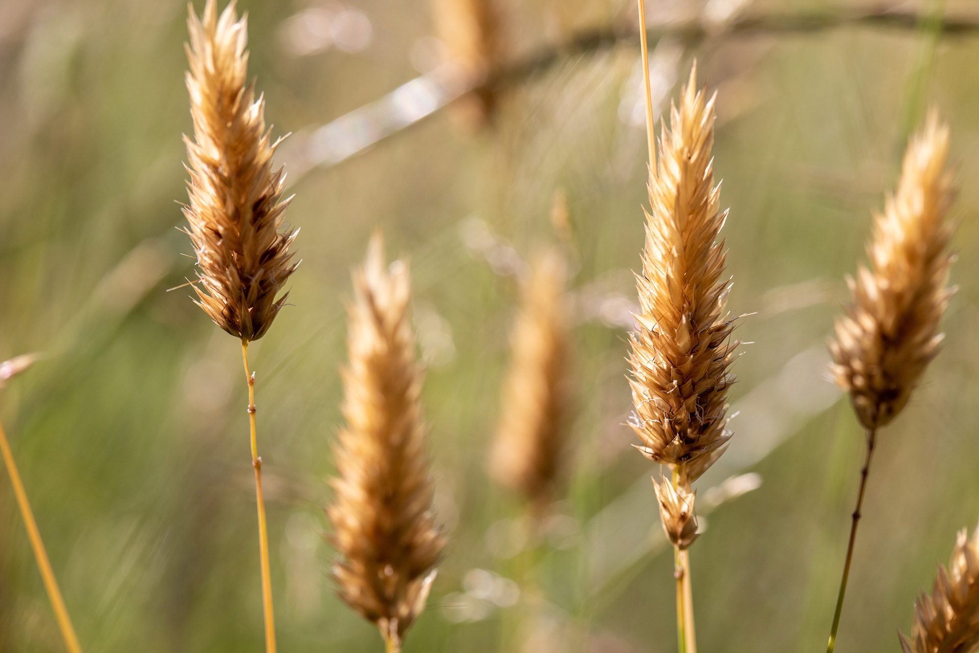 Grasses