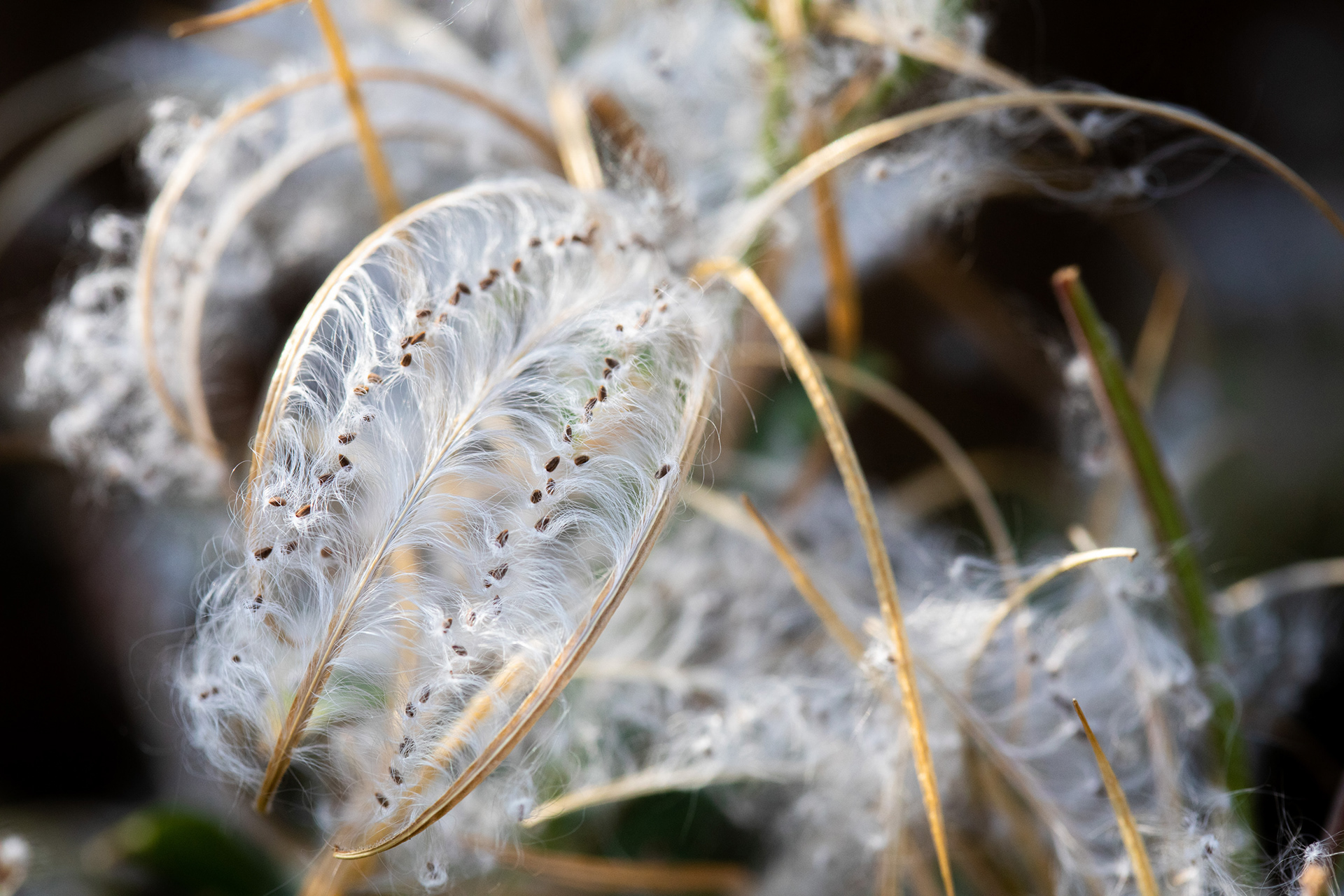 Willowherb