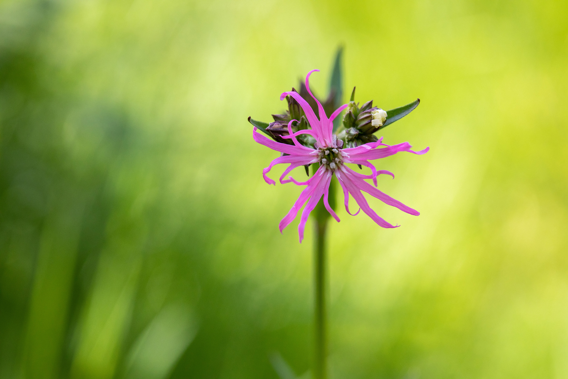 Ragged Robin