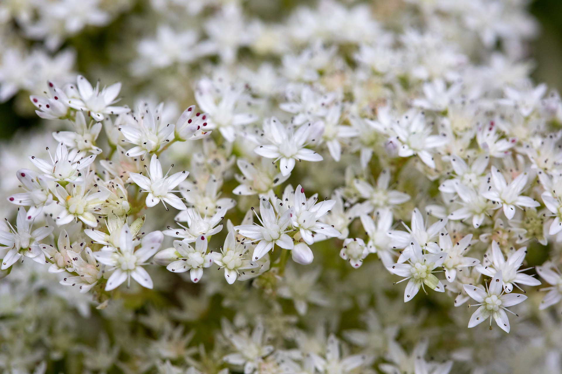 Stonecrop