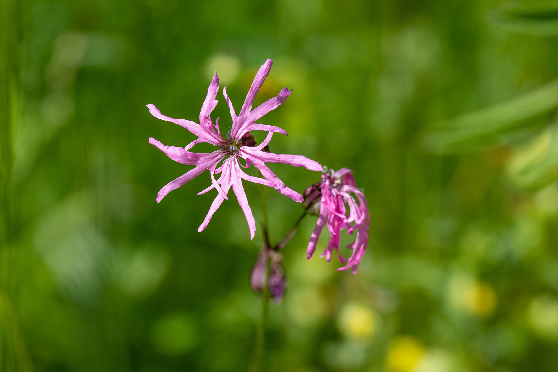 Ragged Robin