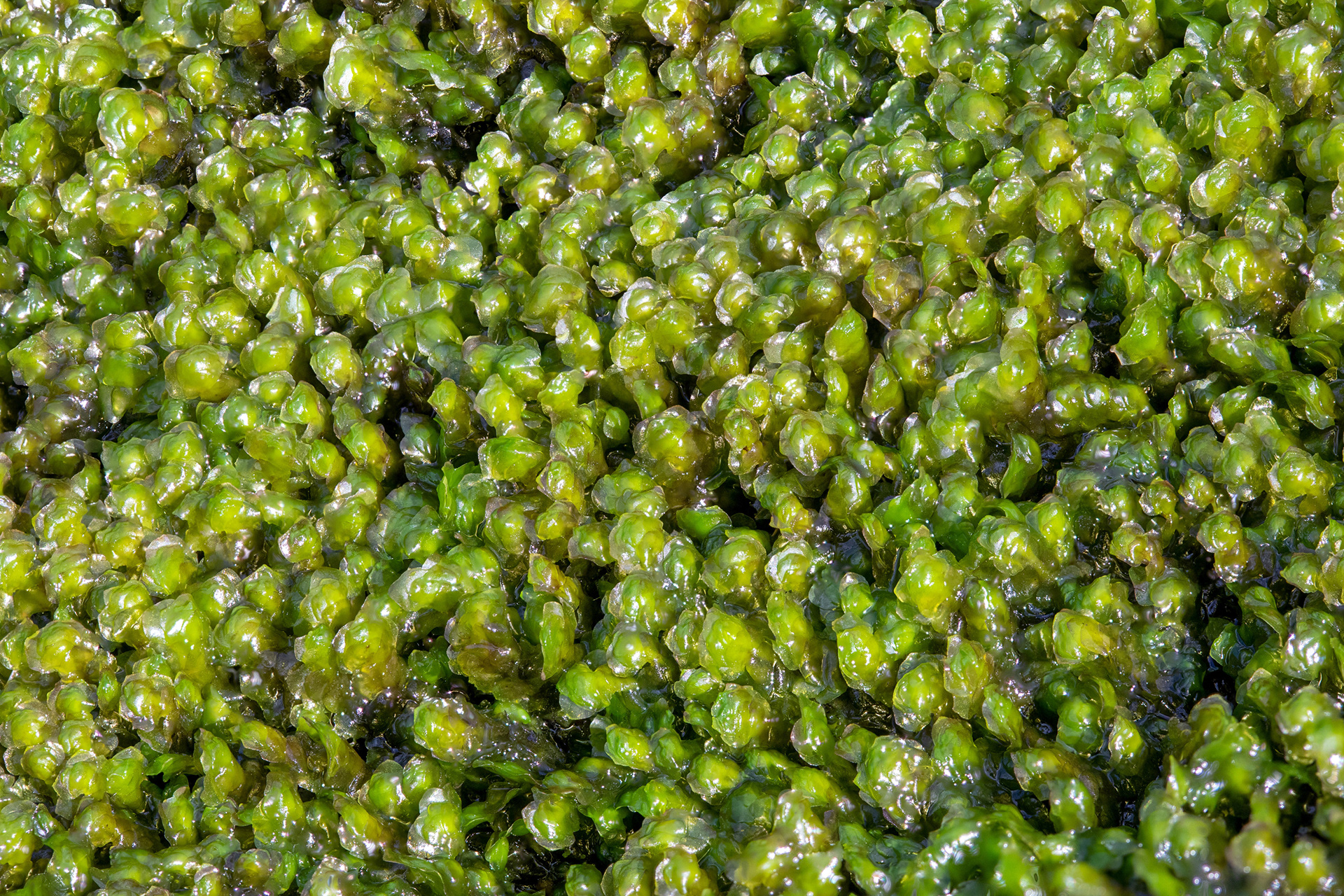 Bryophyte