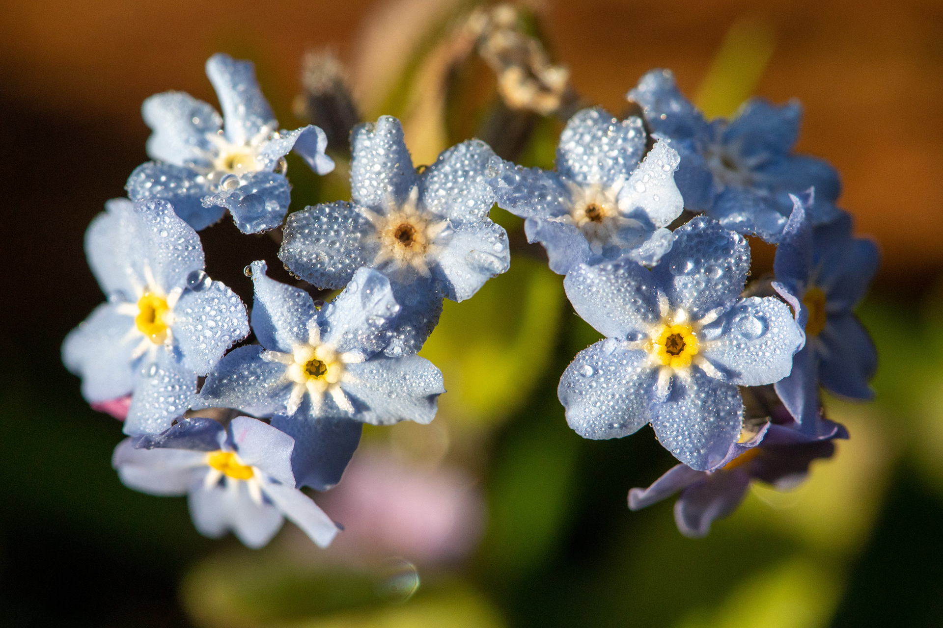 Forget-me-not