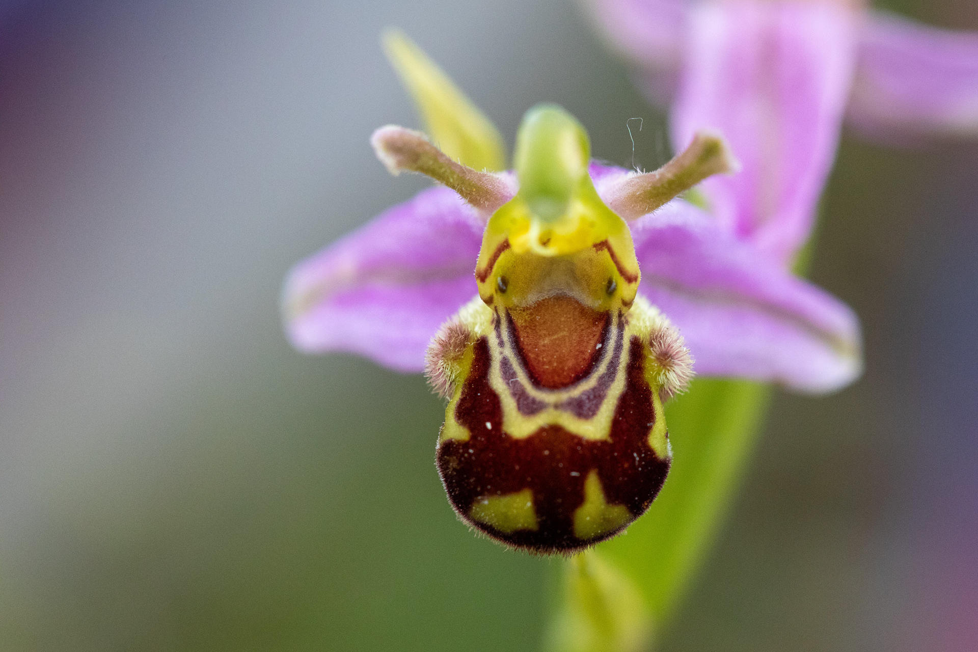 Bee orchid