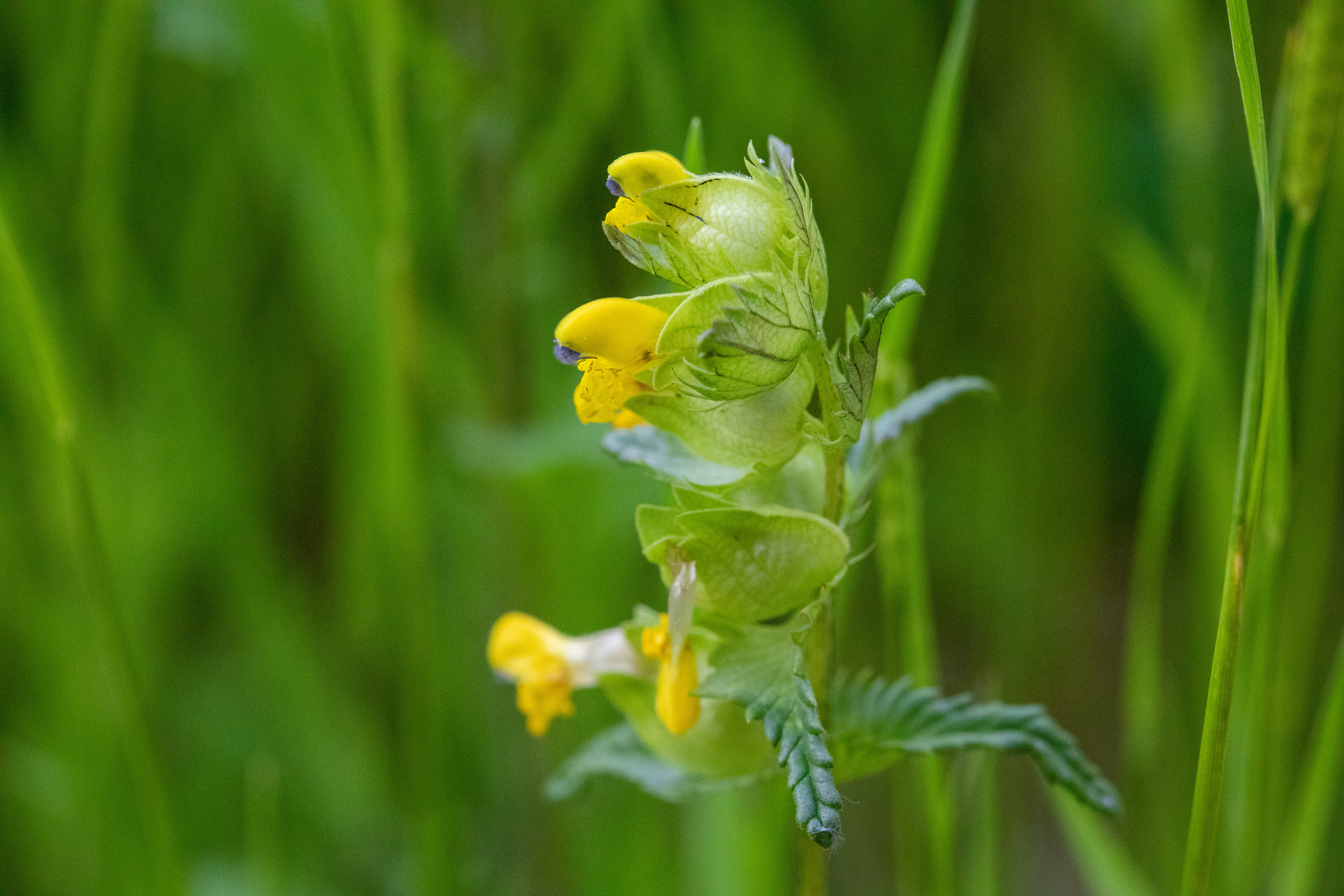 Yellow Rattle