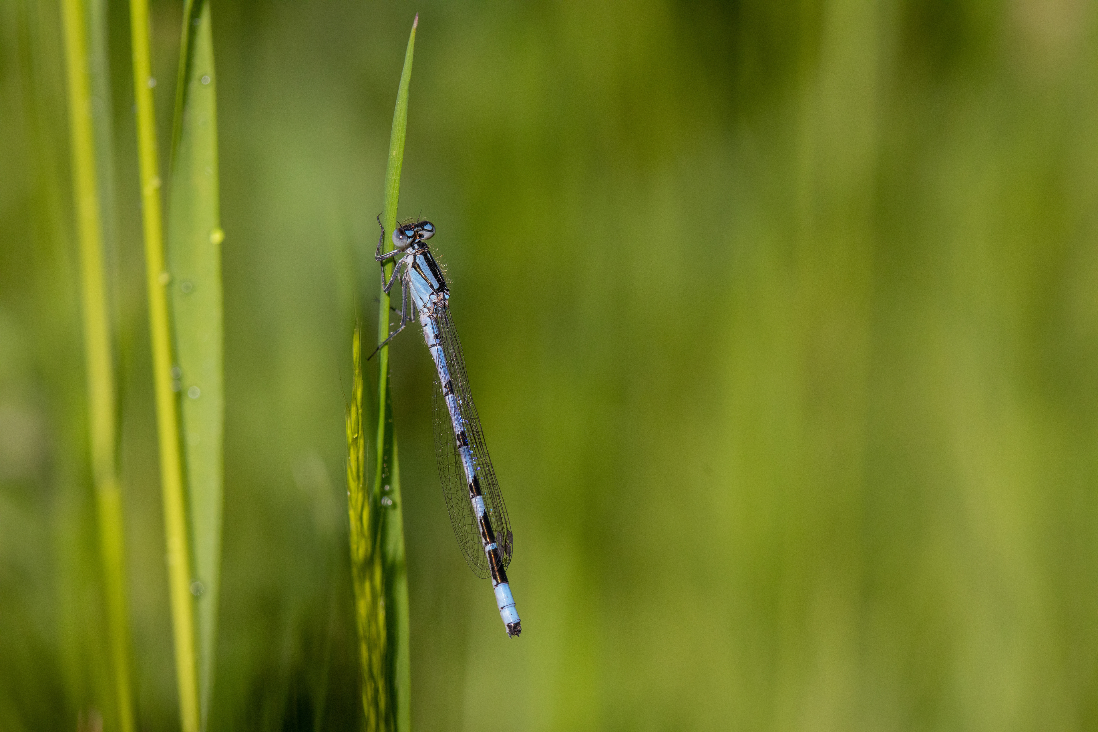 Damselfly