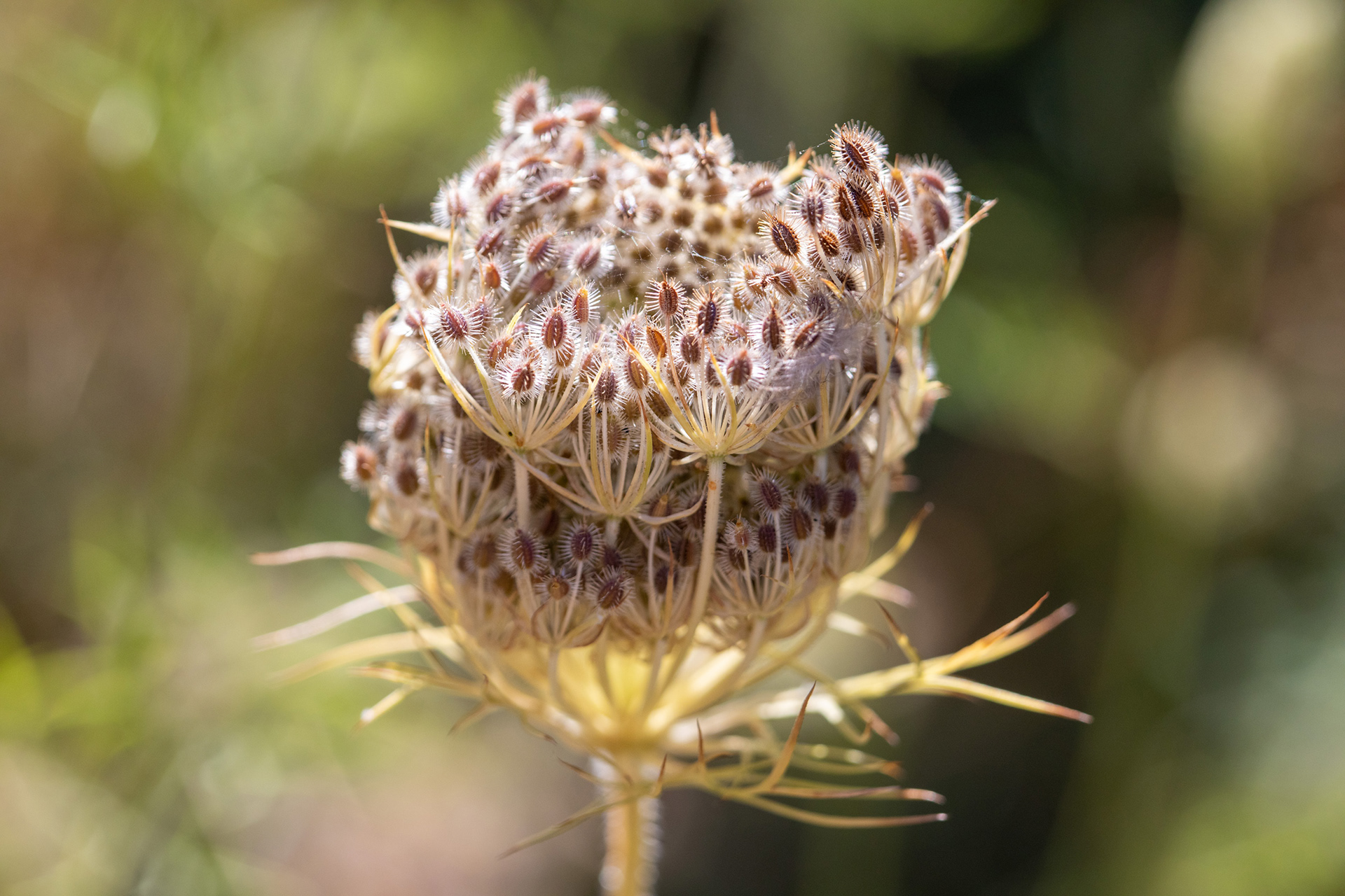 Wild Carrot
