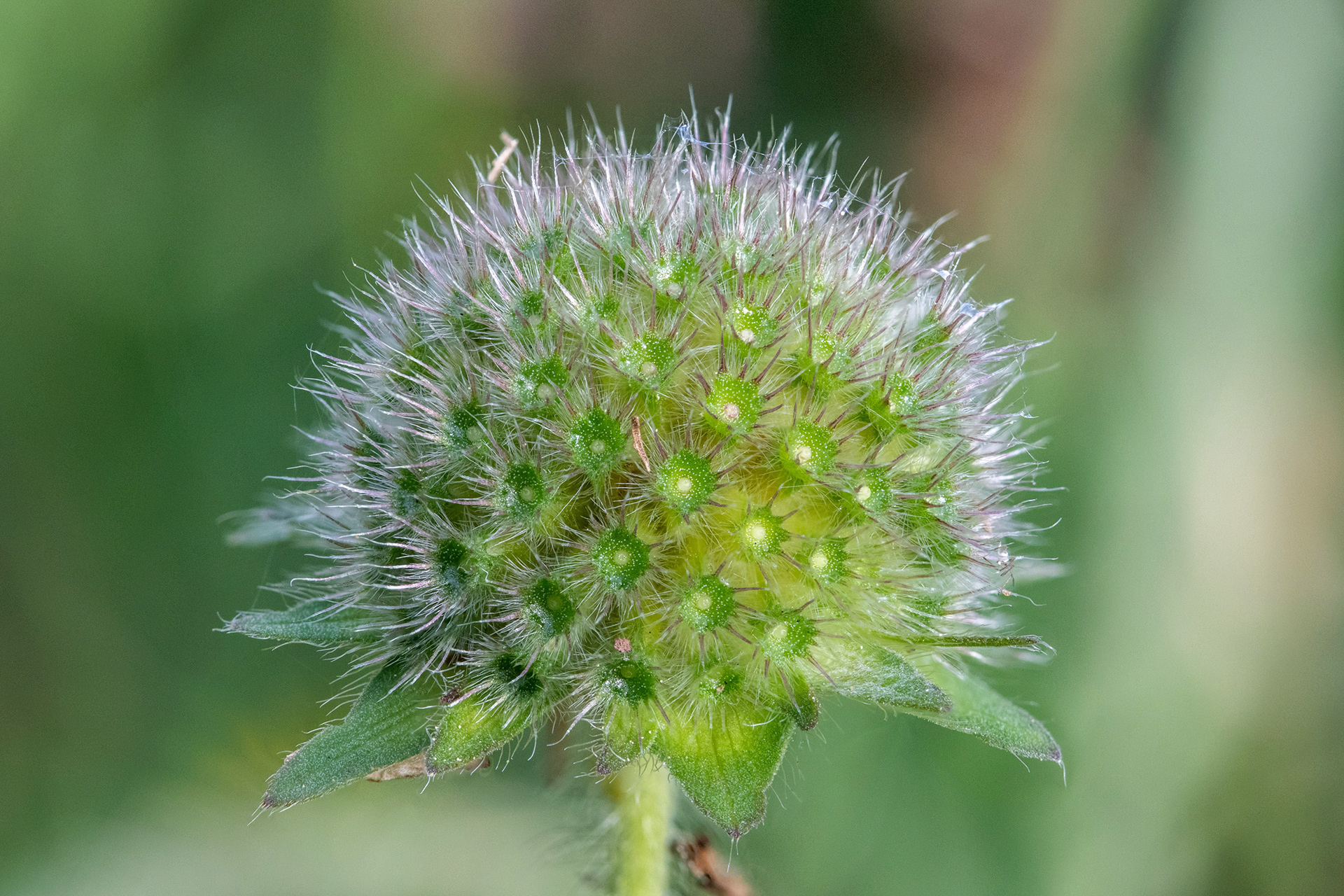 Field Scabious