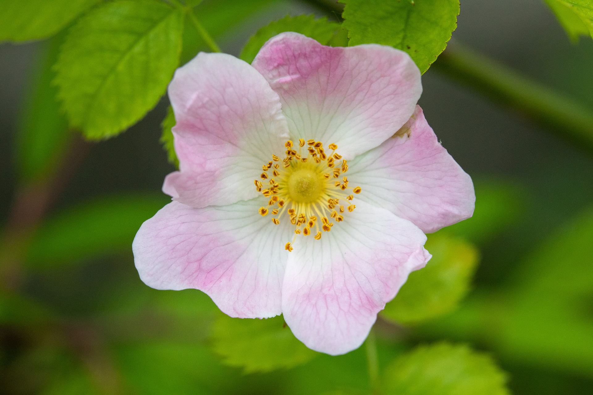 Dog rose