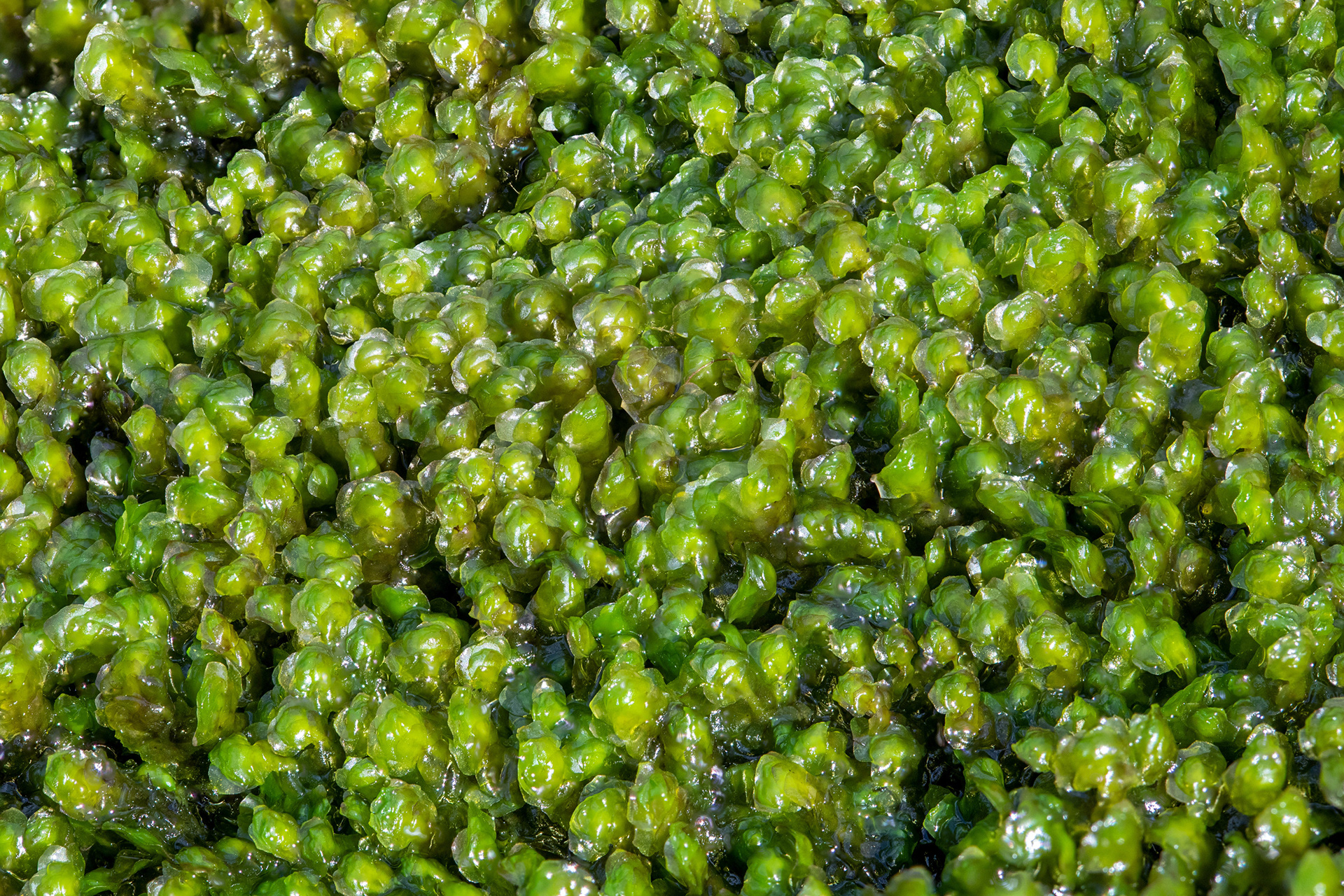 Bryophyte