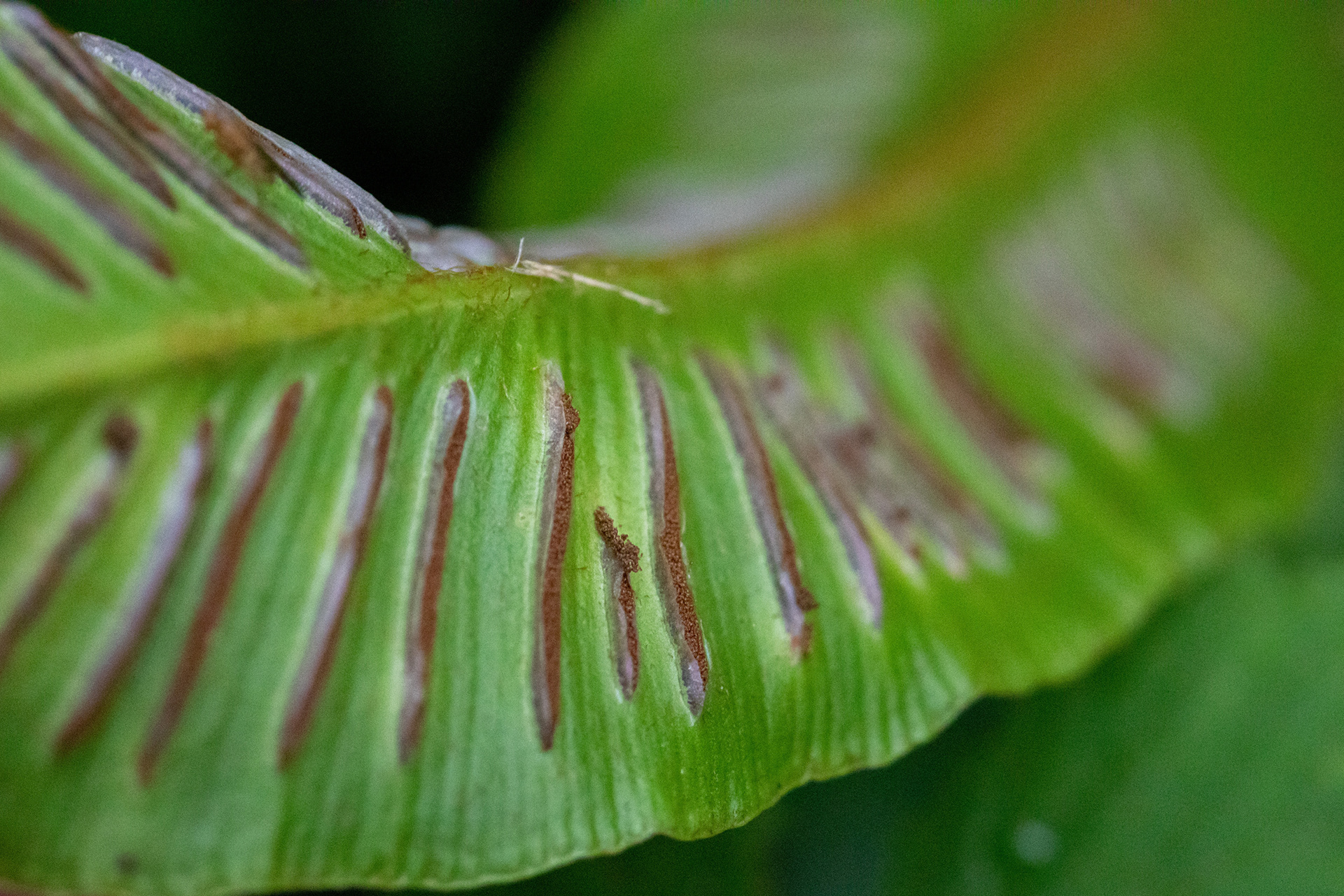 Fern
