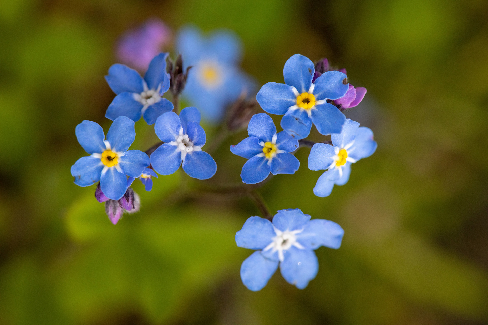 Forget-me-not