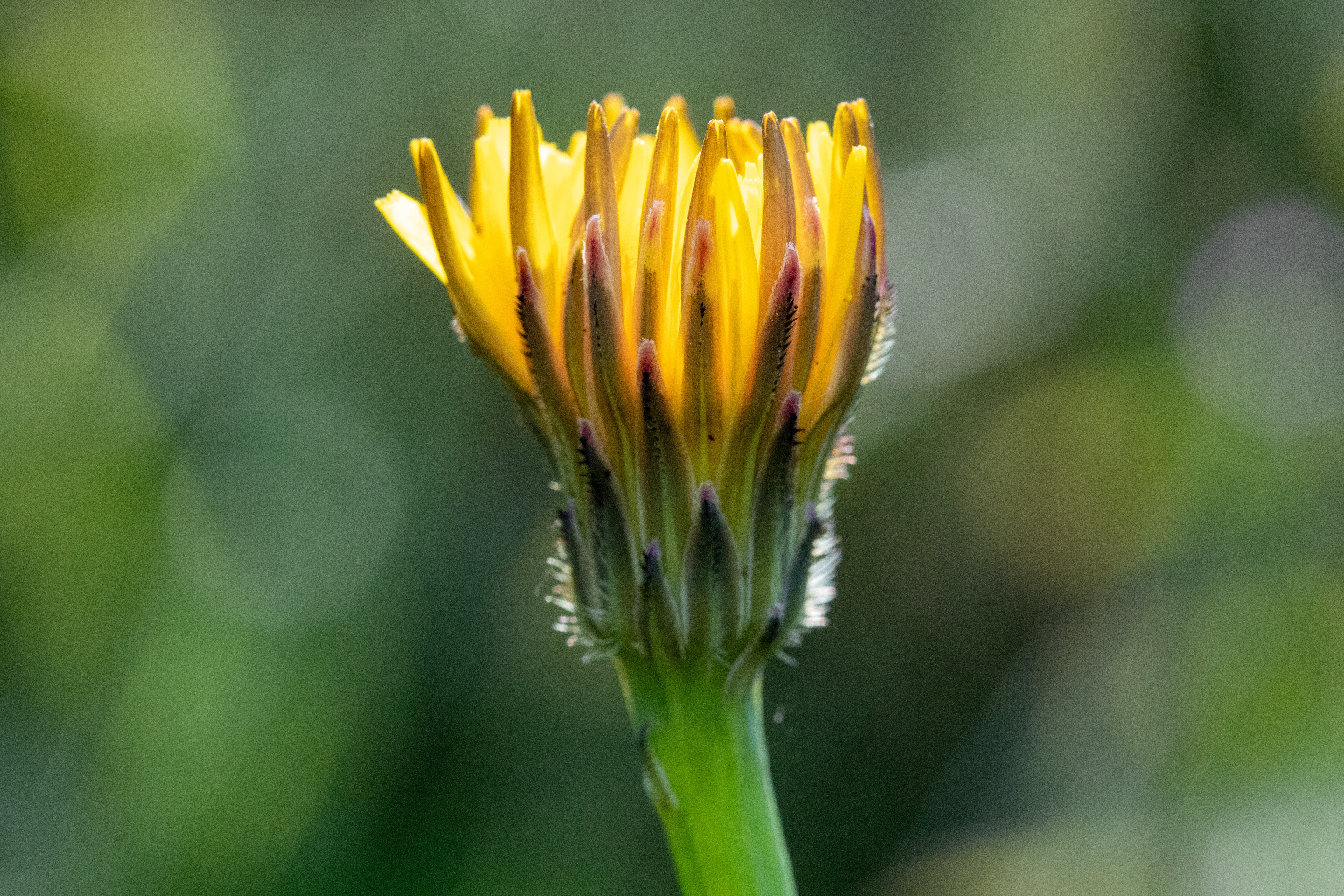 Cat's Ear