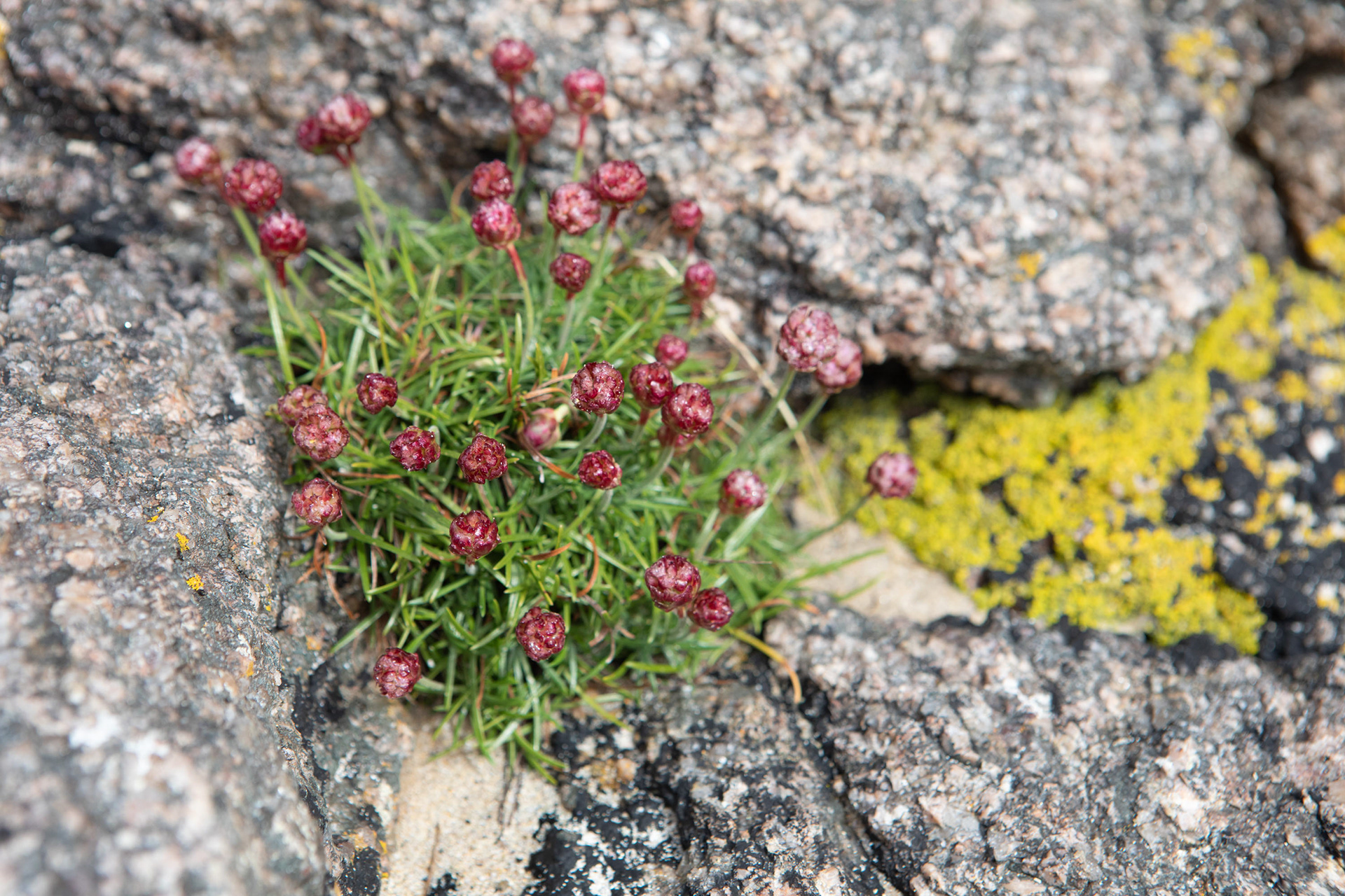 Sea thrift at Carrickfinn
