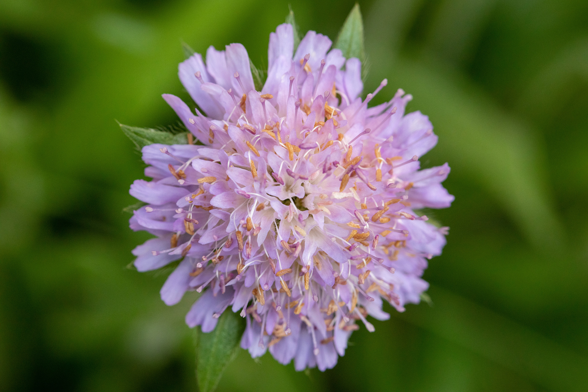 FIeld Scabious