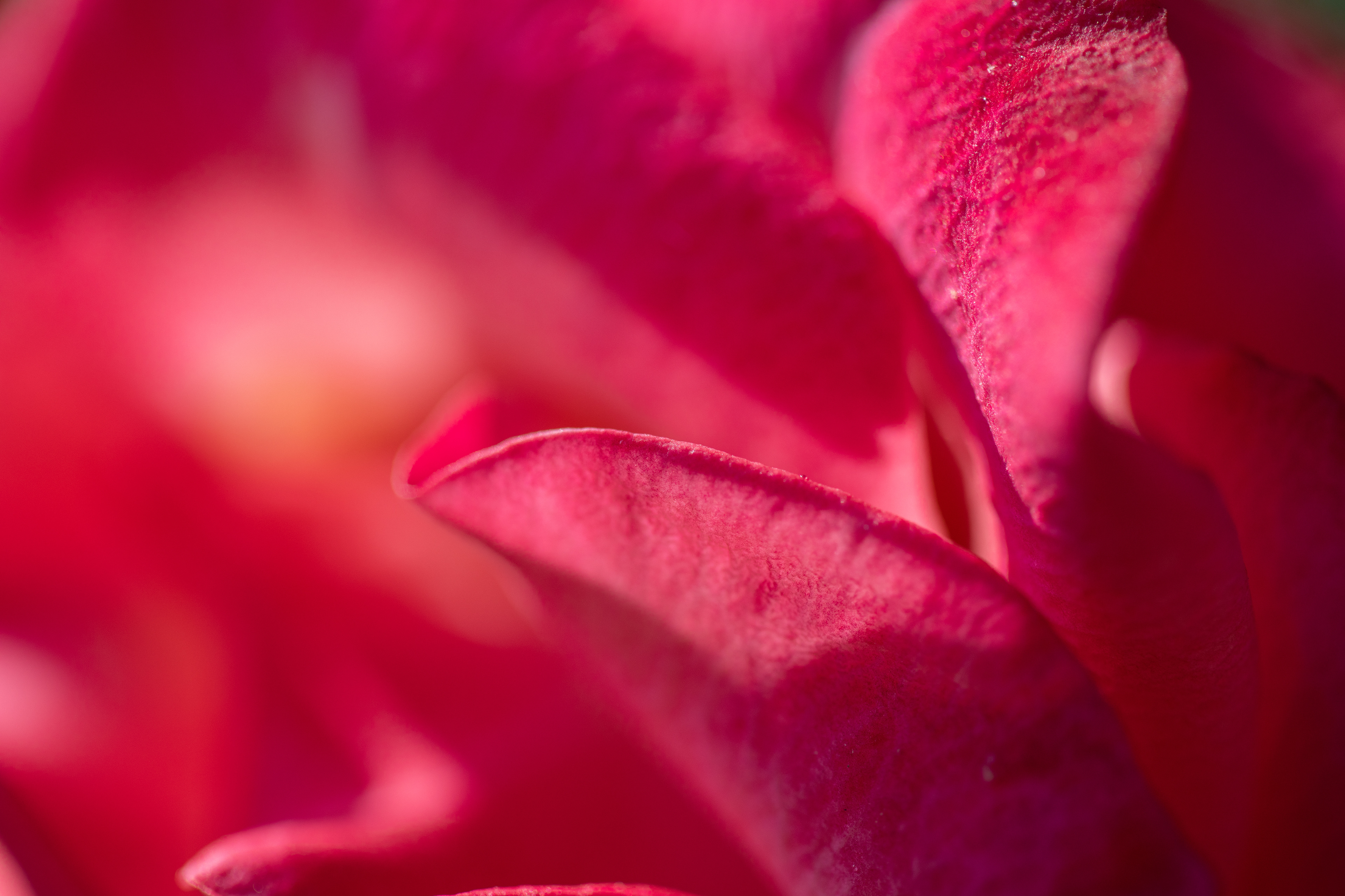 Rose Petals