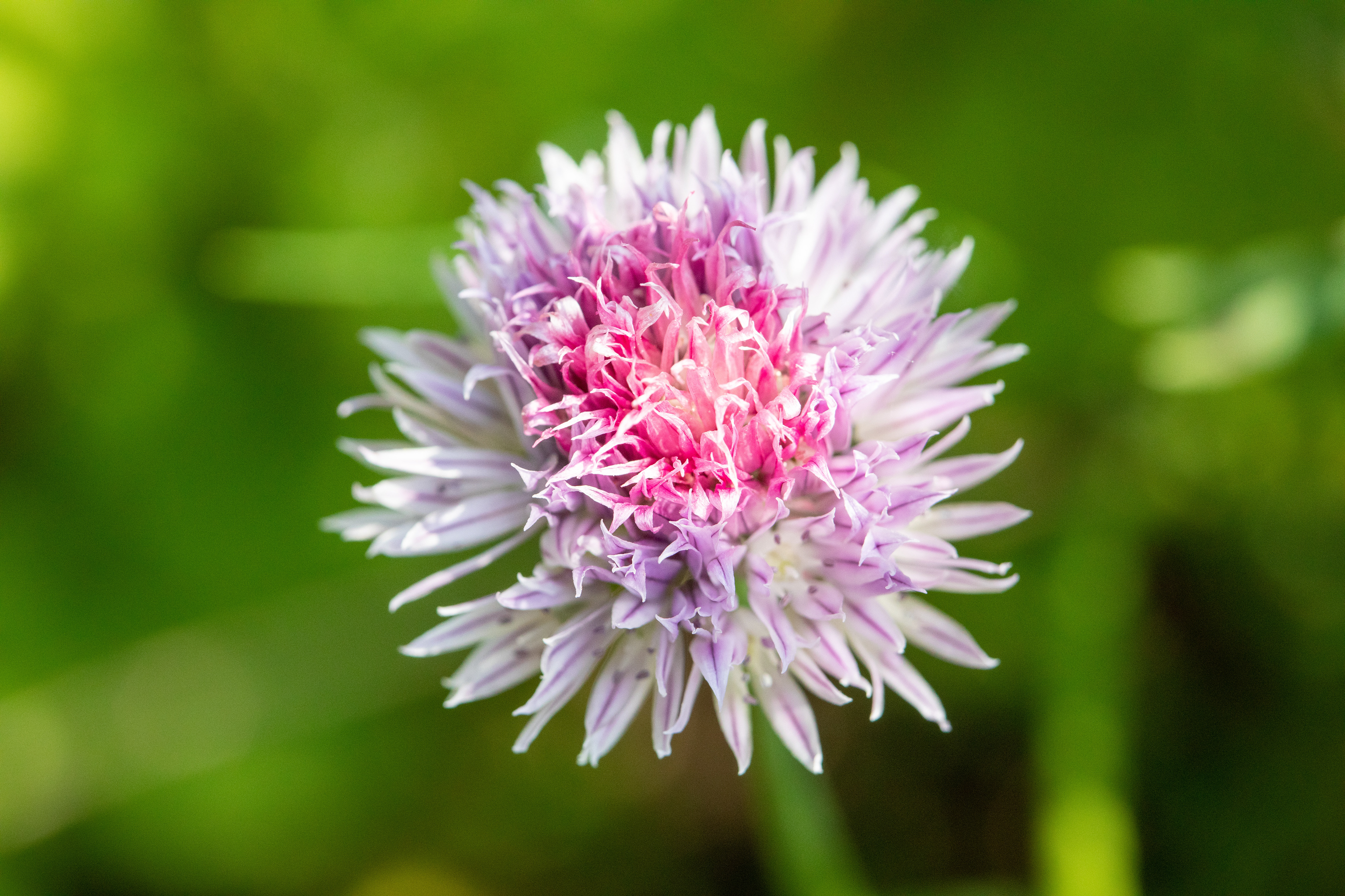 Chives