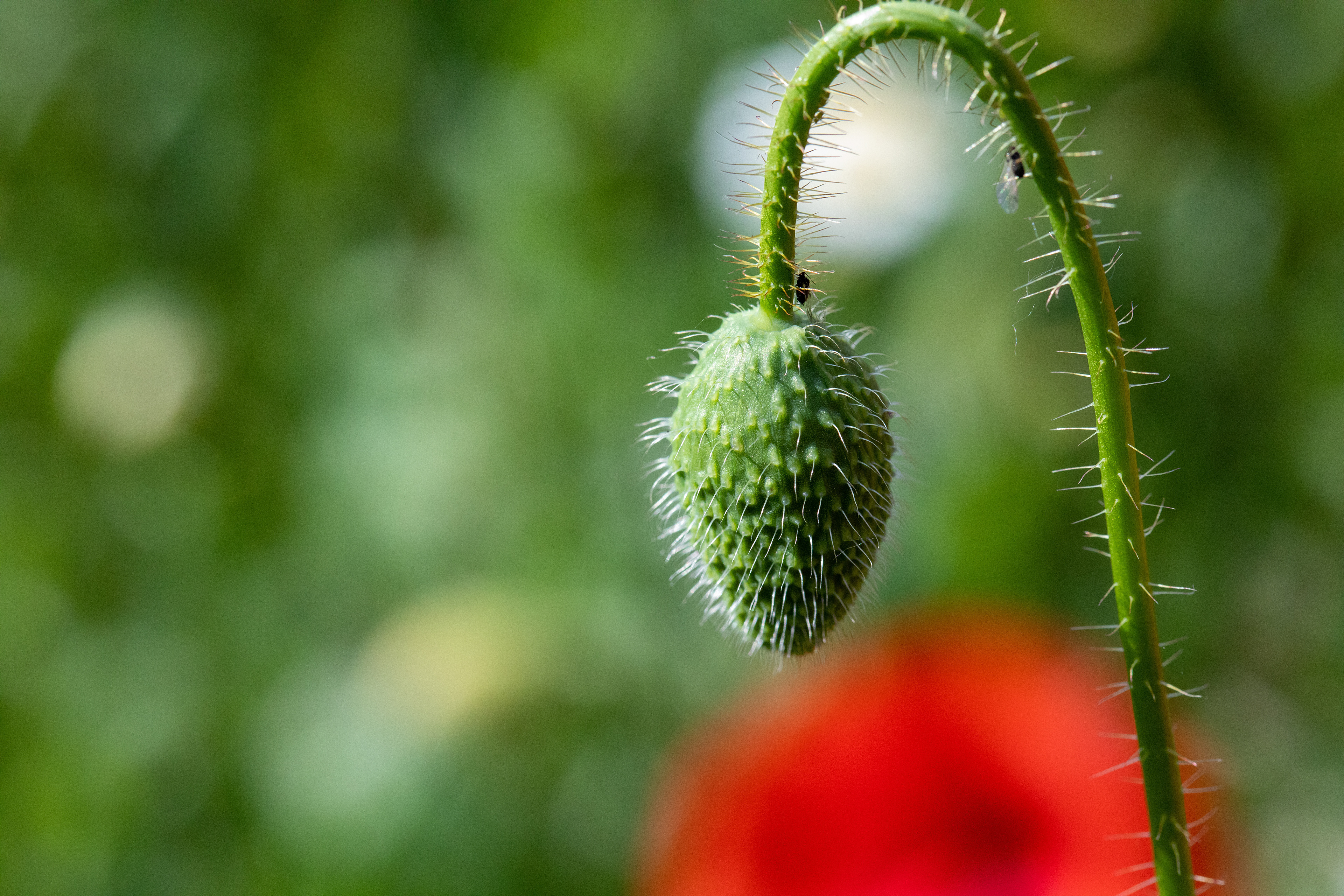 Red Poppy