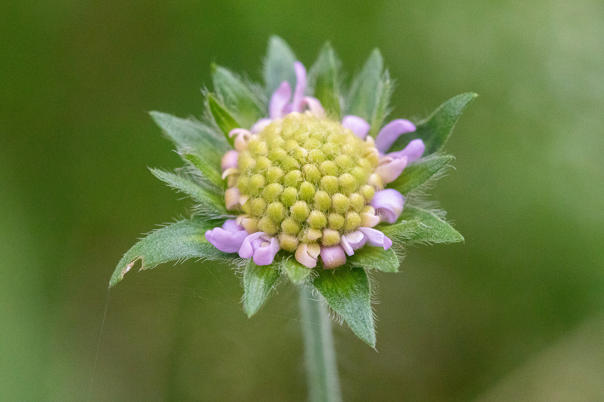 Field Scabious