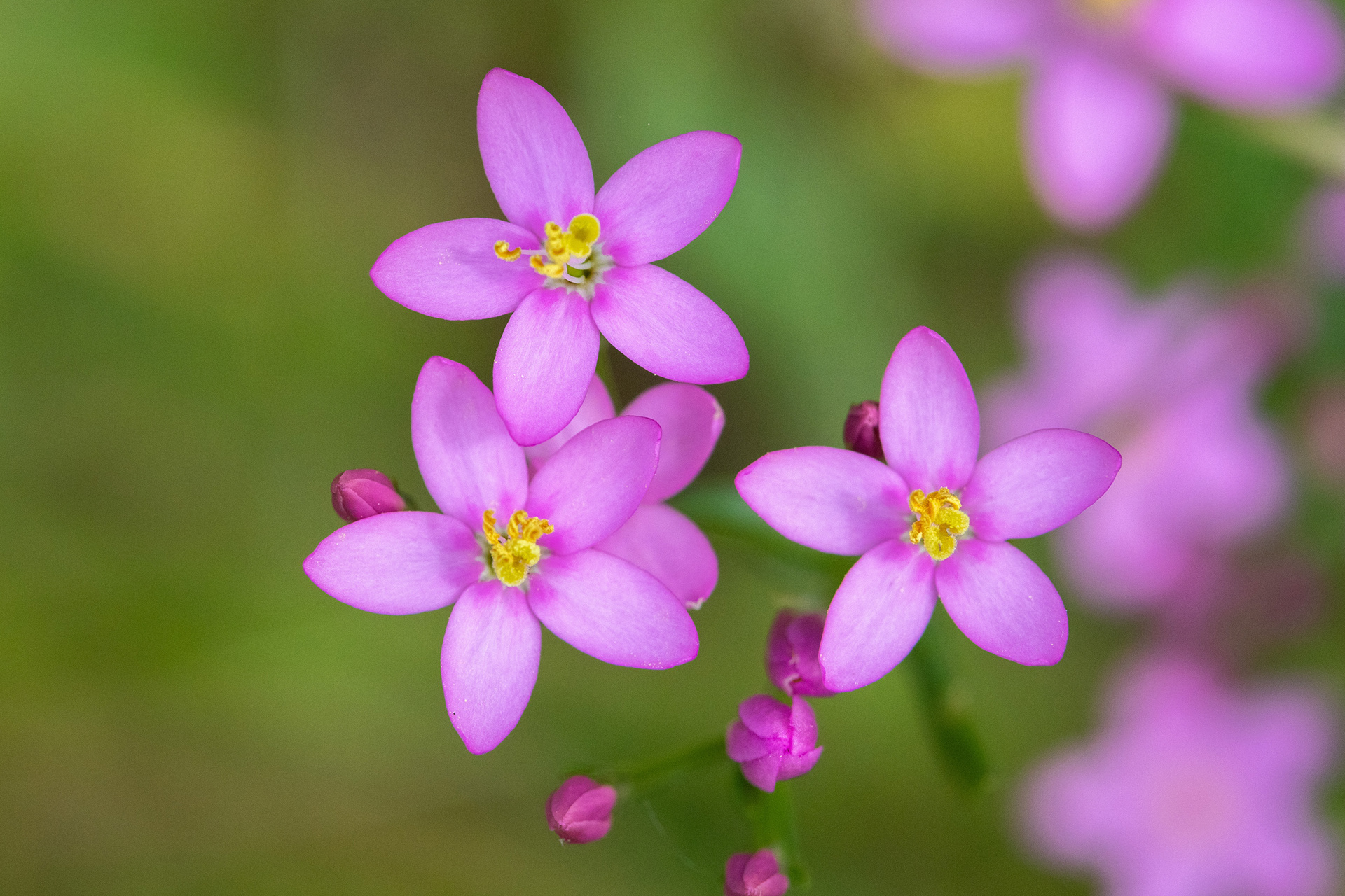Common Centaury