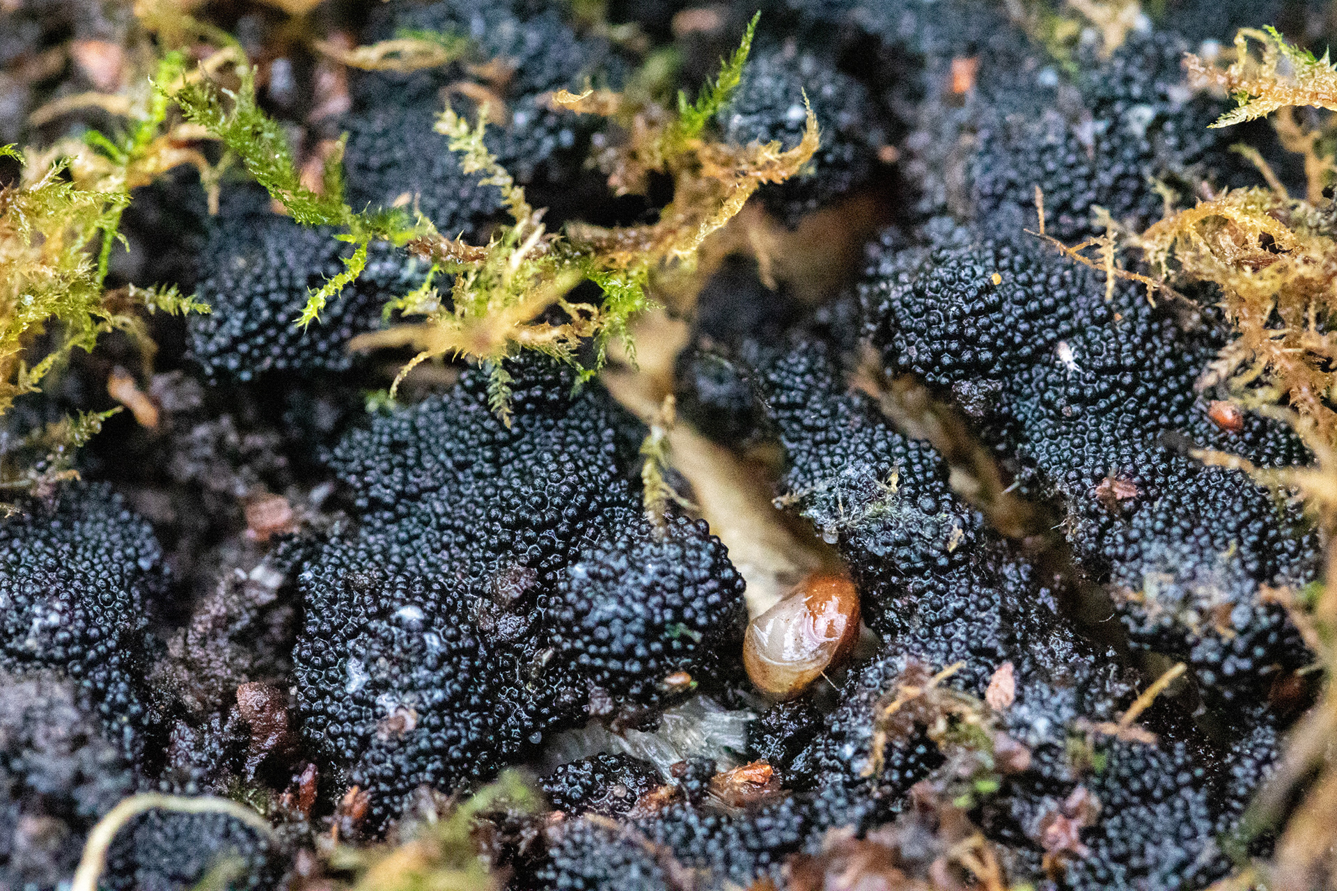 Slime mould