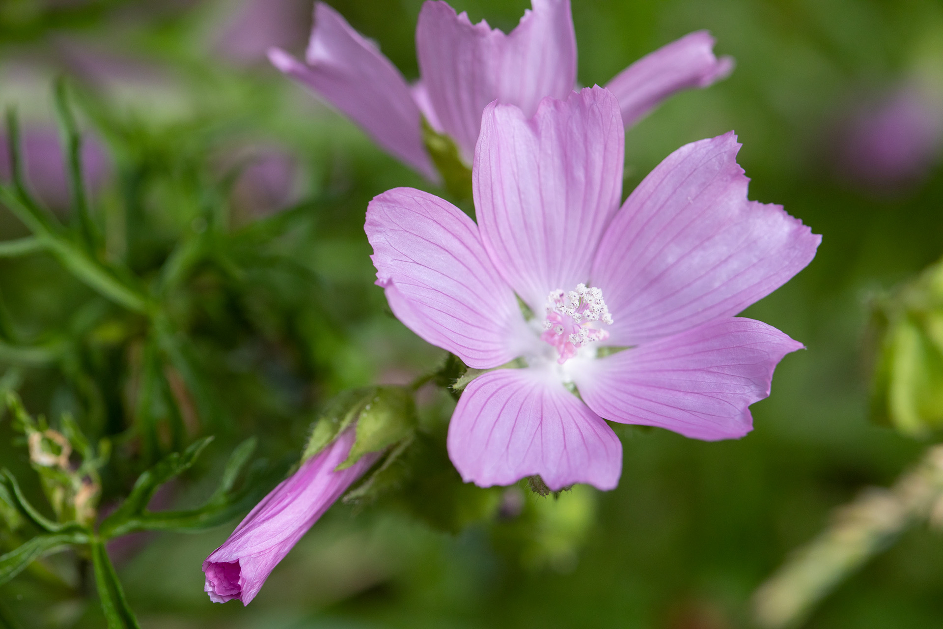 Musk Mallow