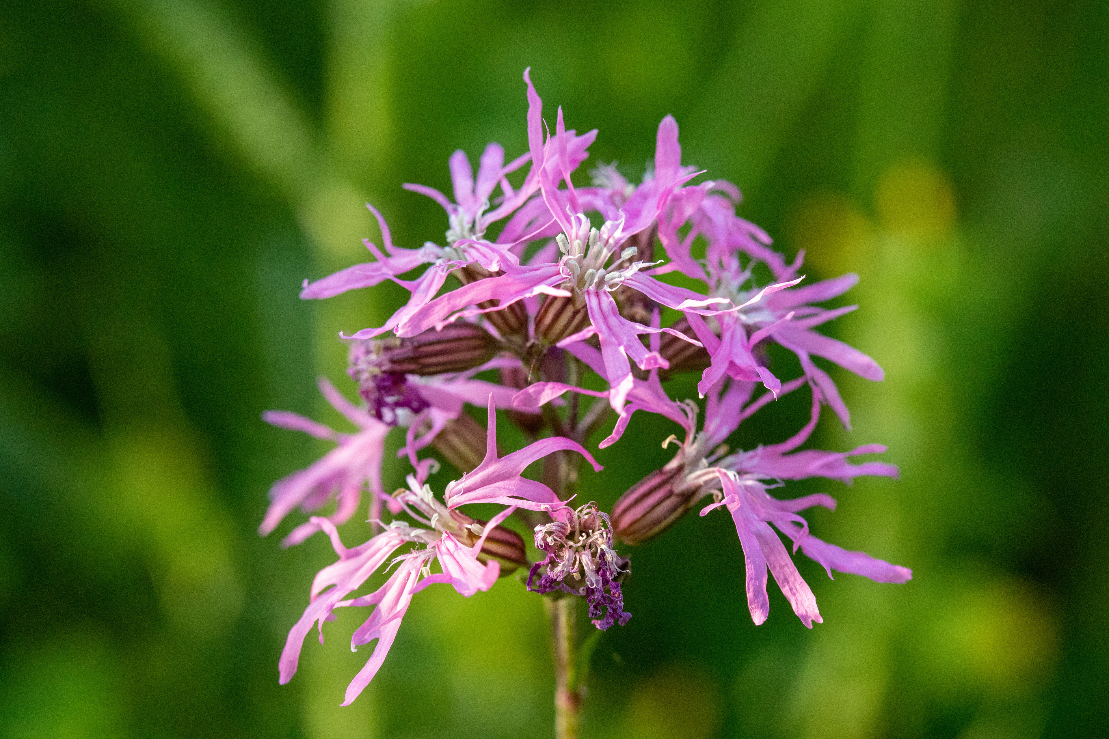 Ragged Robin