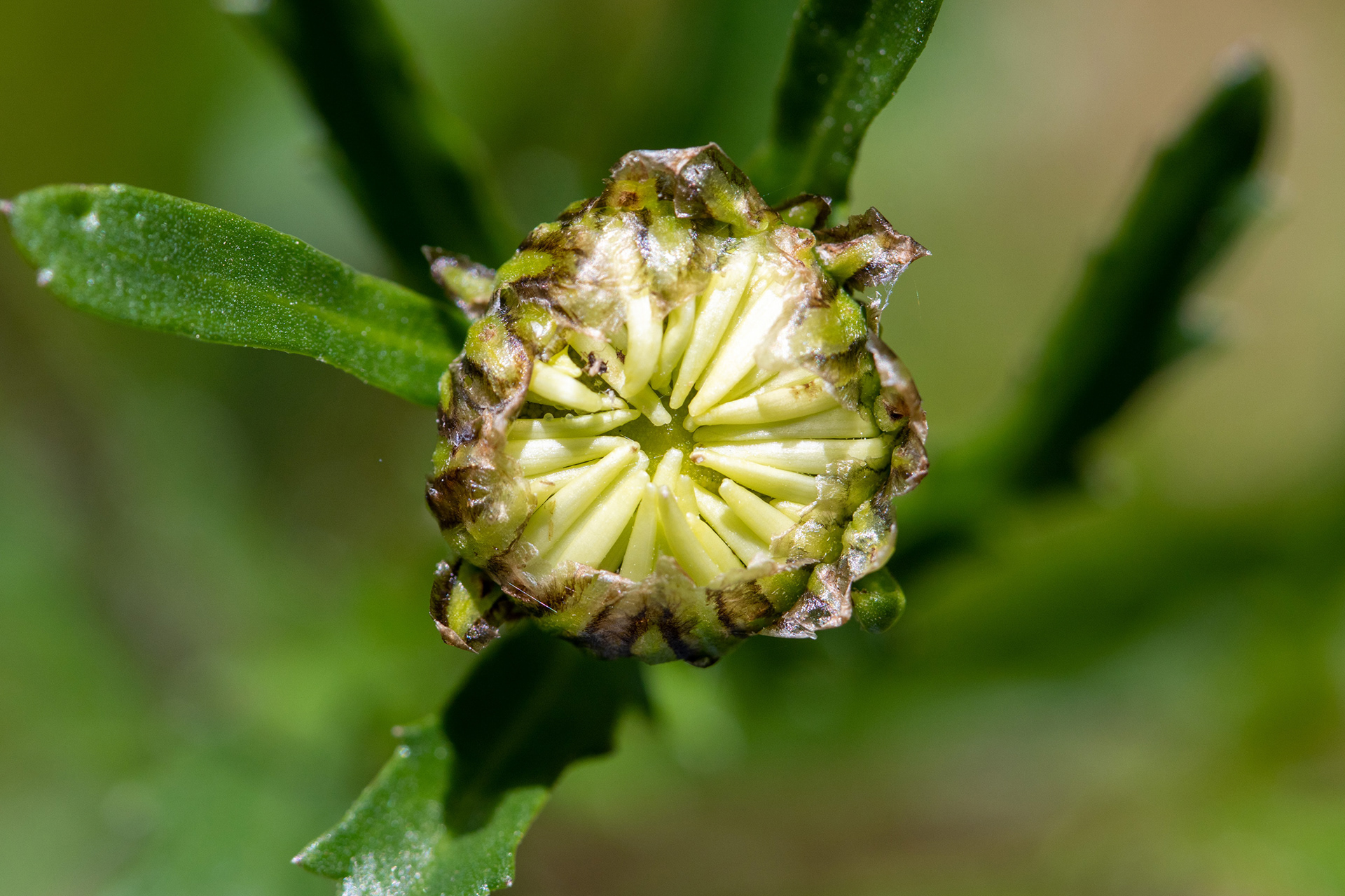 Ox-eye daisy