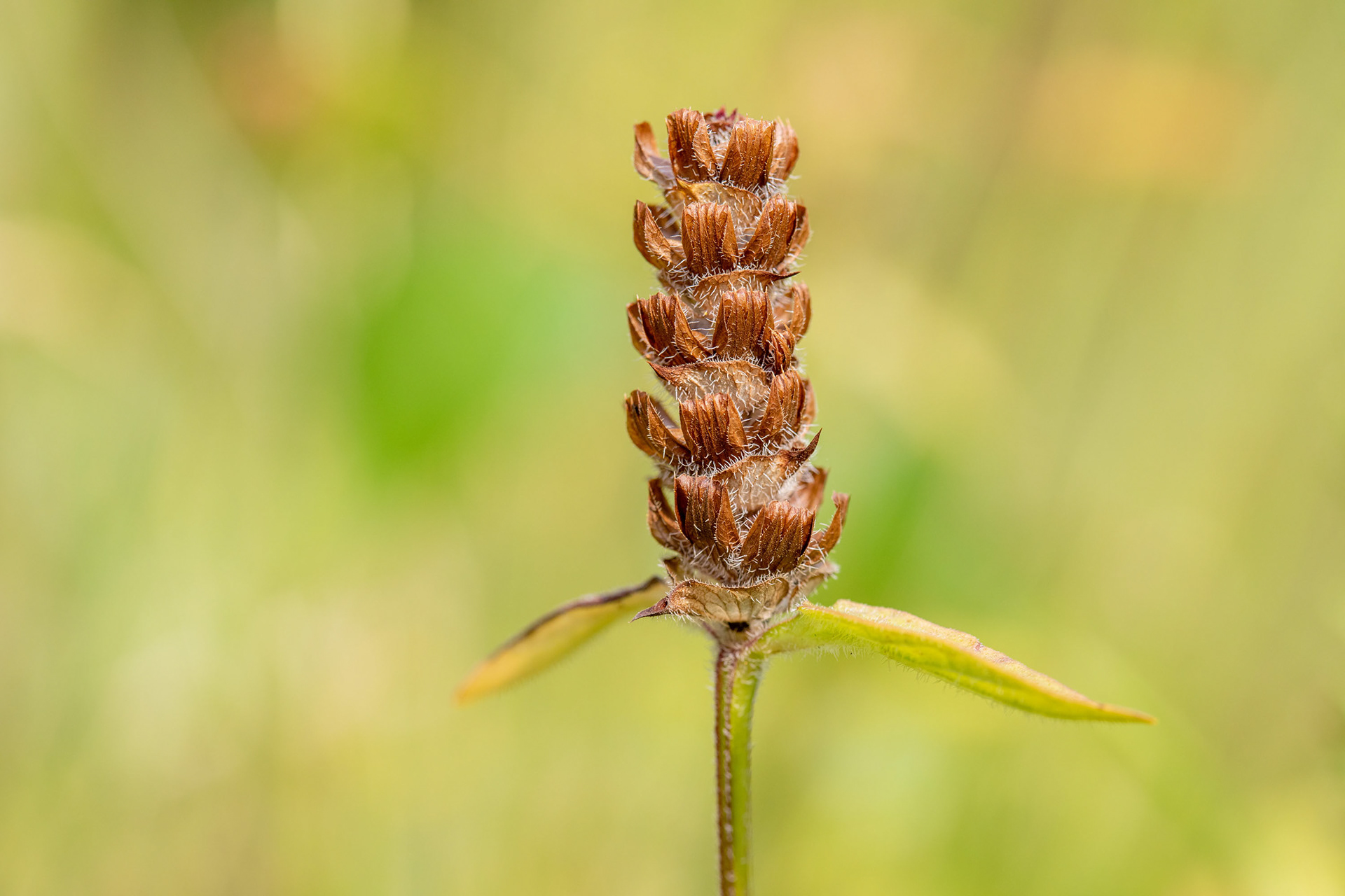 Self-heal
