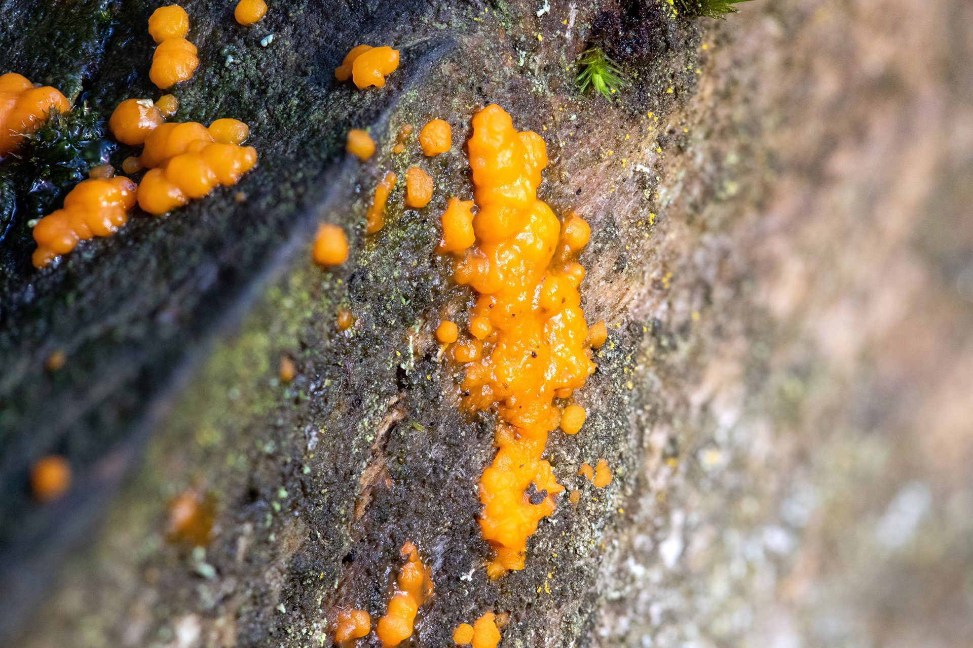 Common Jellyspot Fungus