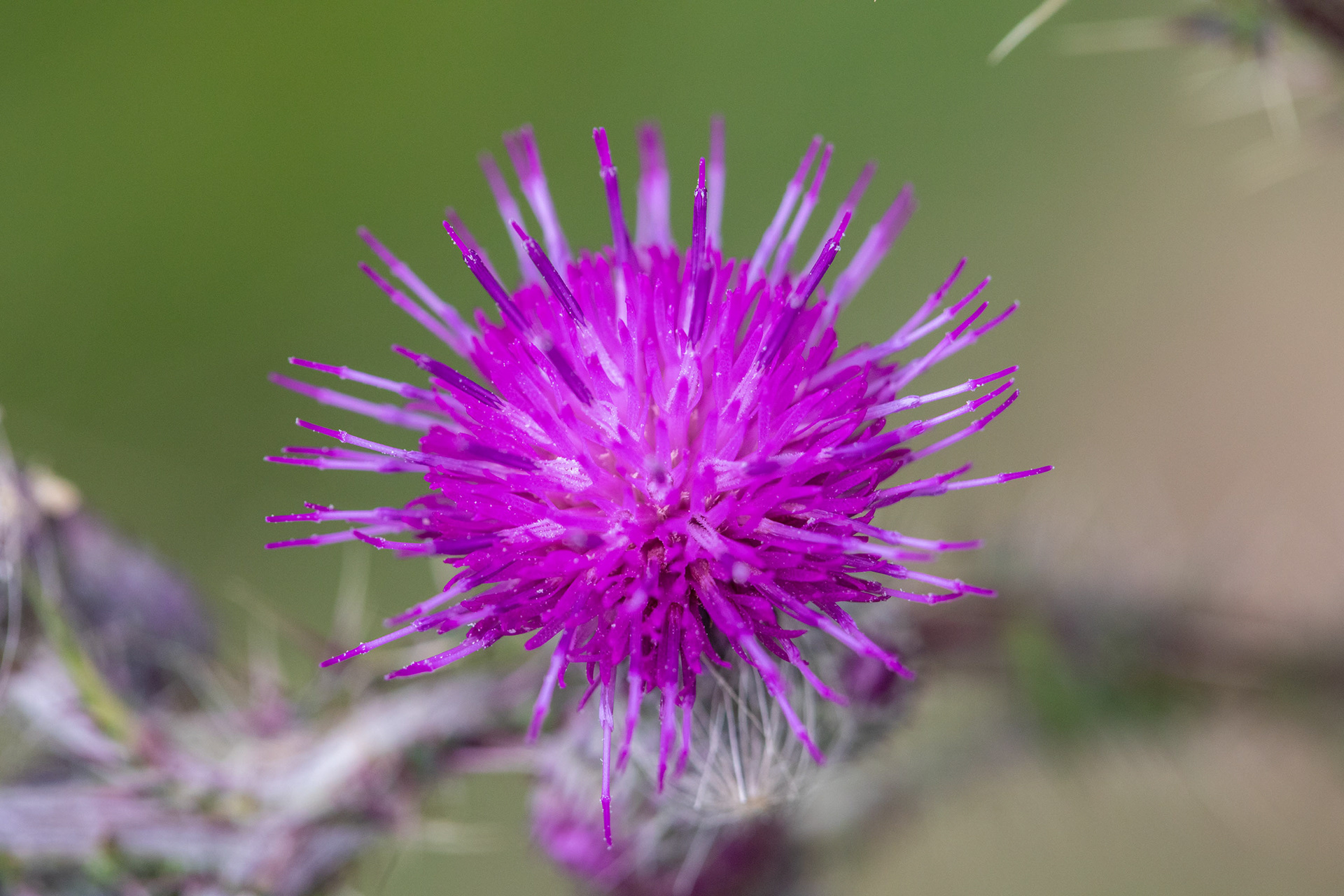 Marsh thistle