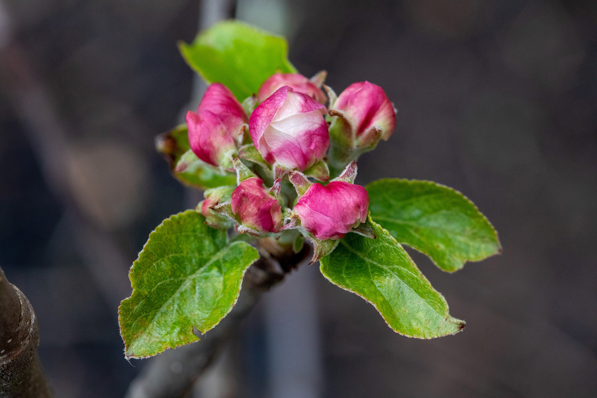 Apple blossom