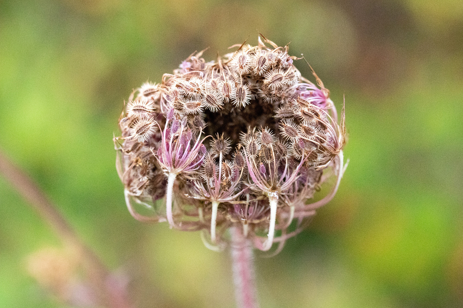 Wild Carrot