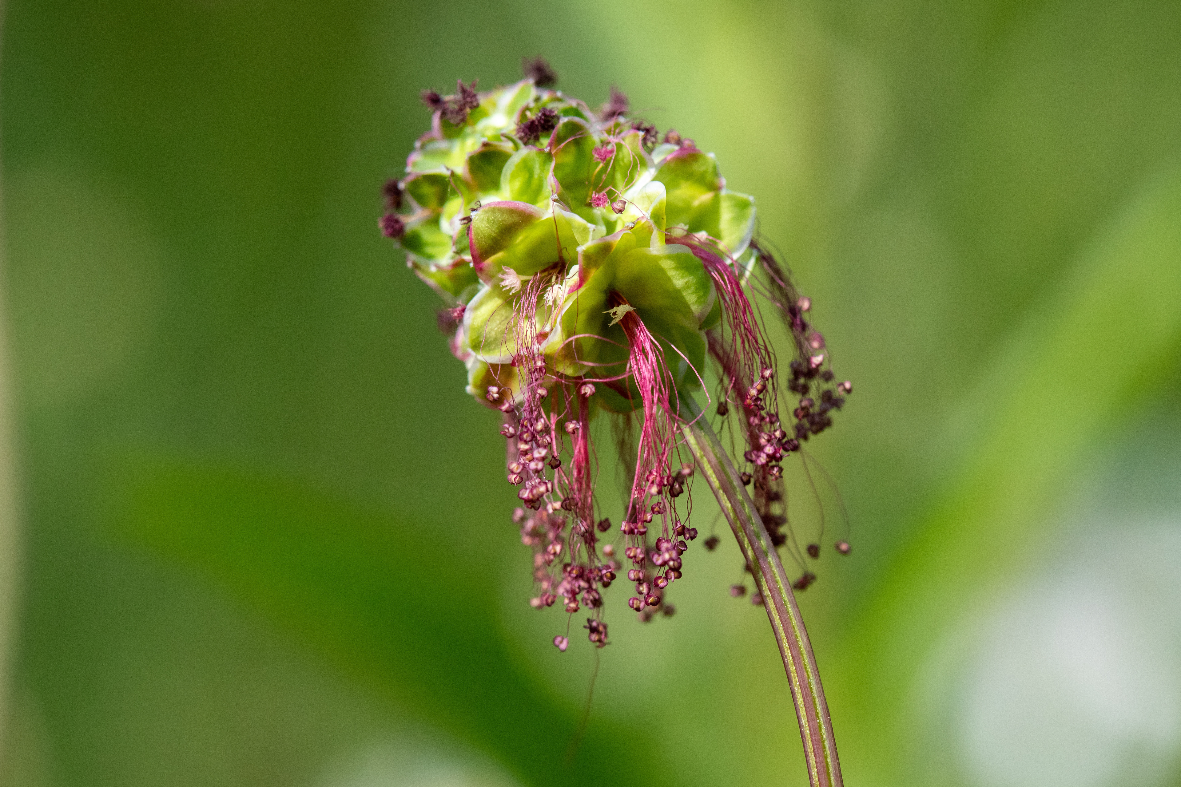 Salad Burnet