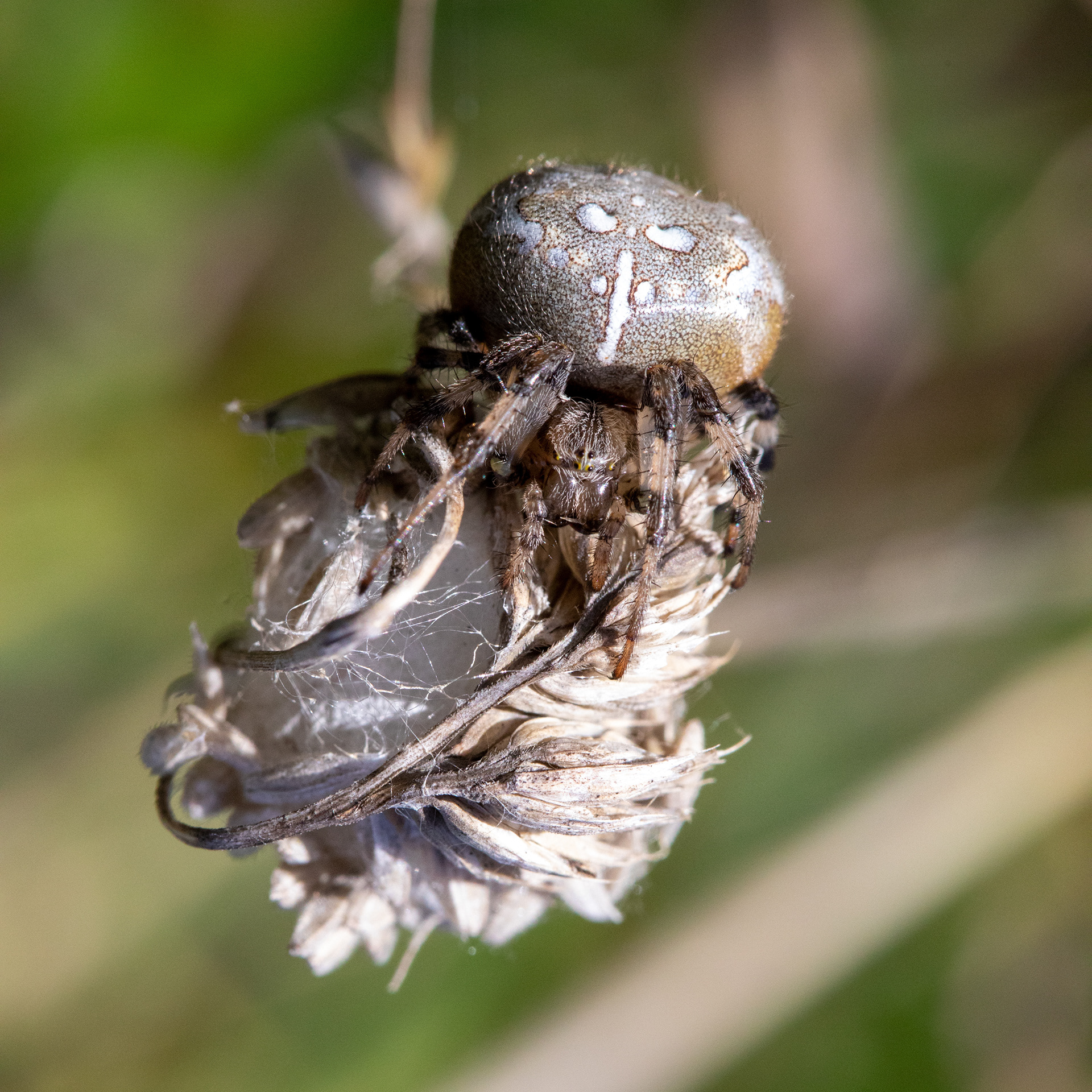 Four Spotted Orb Weaver