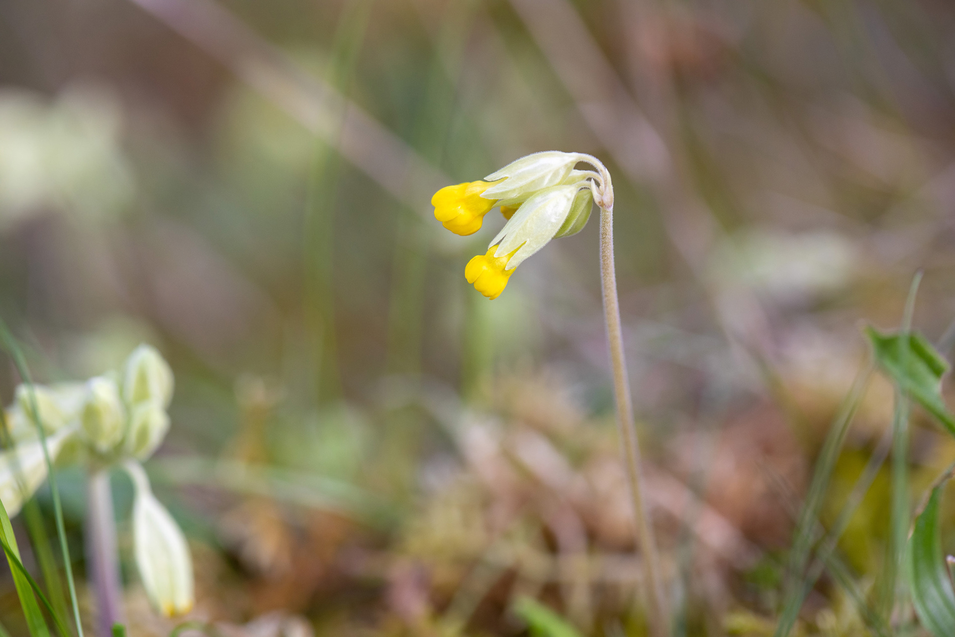 Cowslip