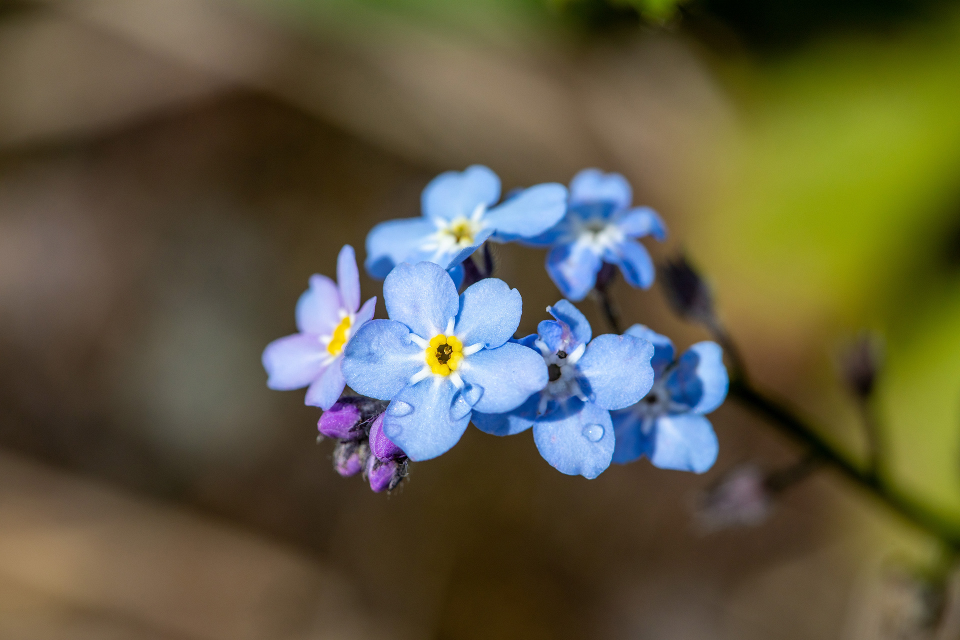 Forget-me-not