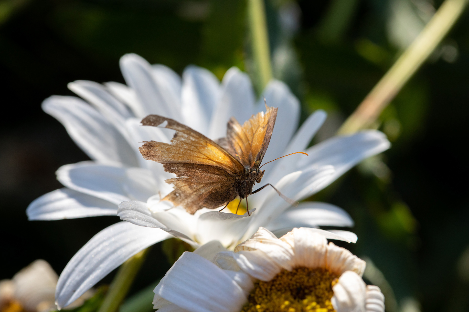 Old Meadow Brown butterfly on Ox-Eye Daisy
