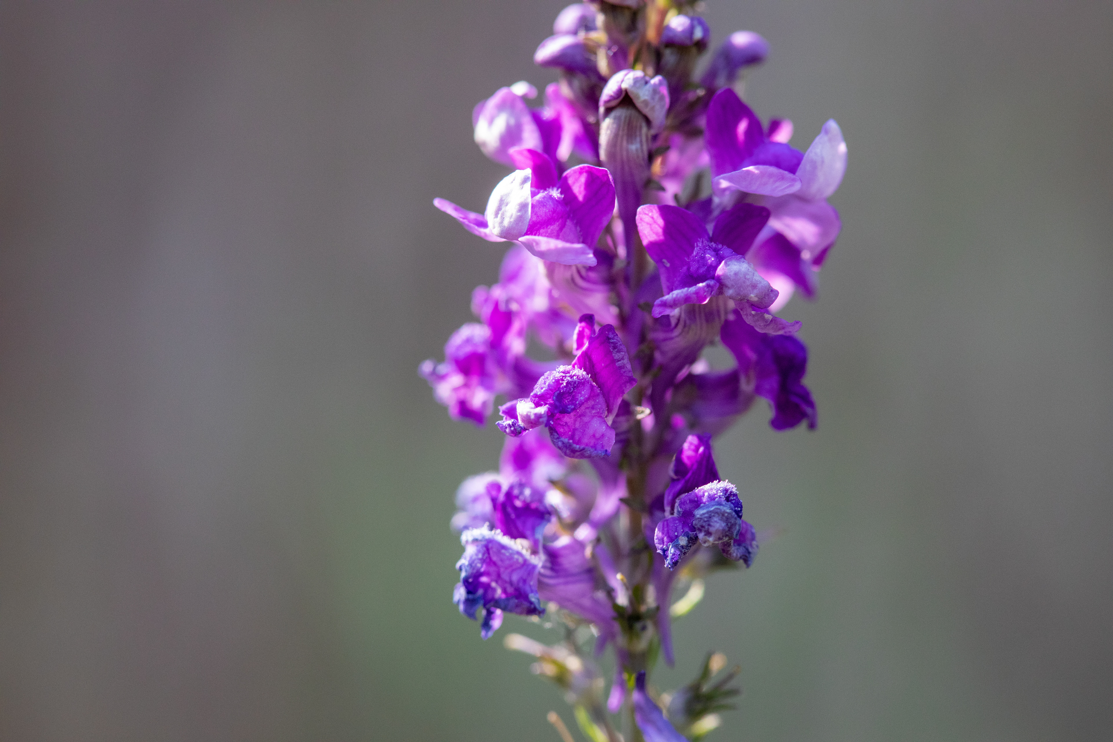 Purple Toadflax
