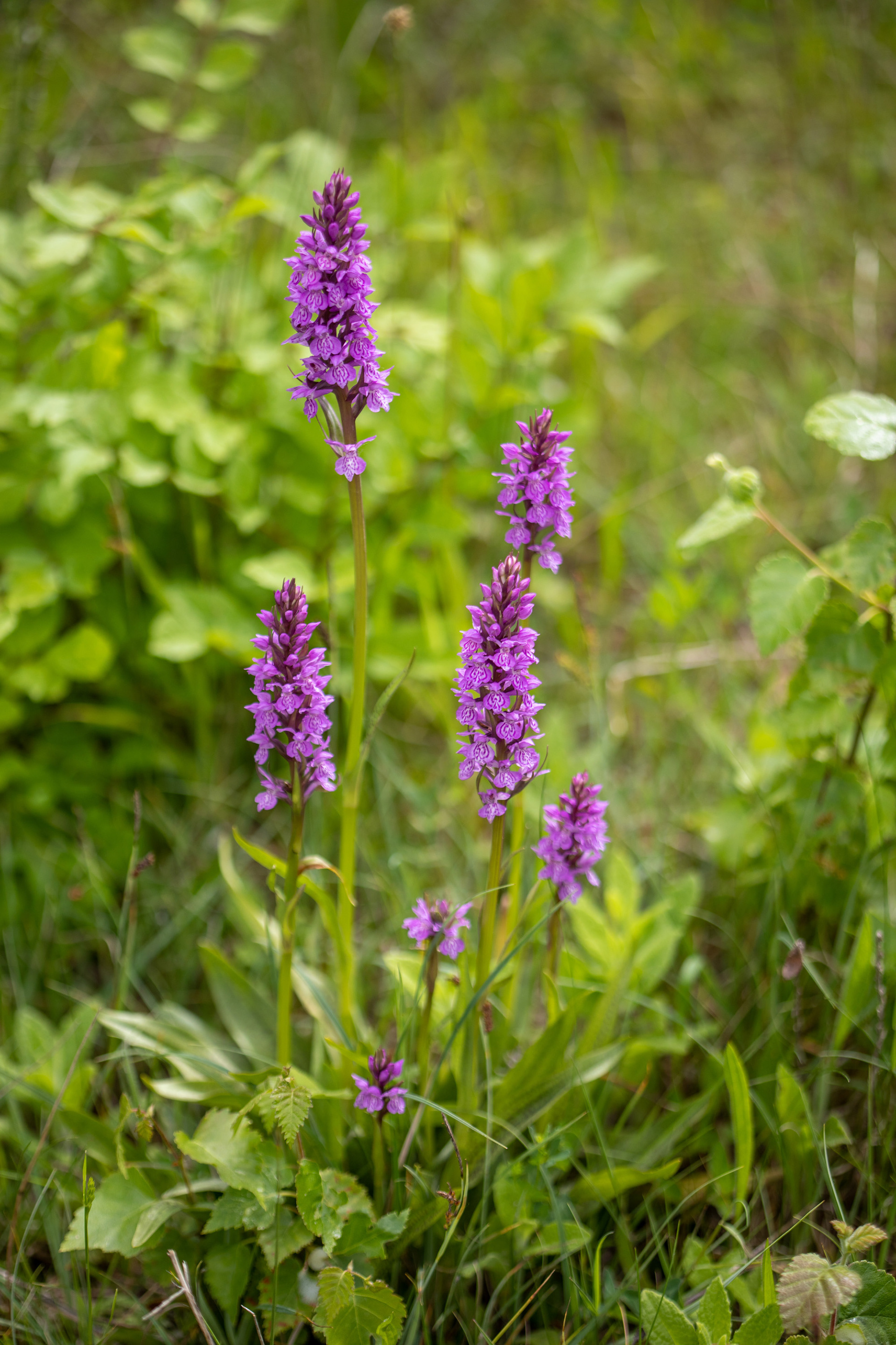 Orchid