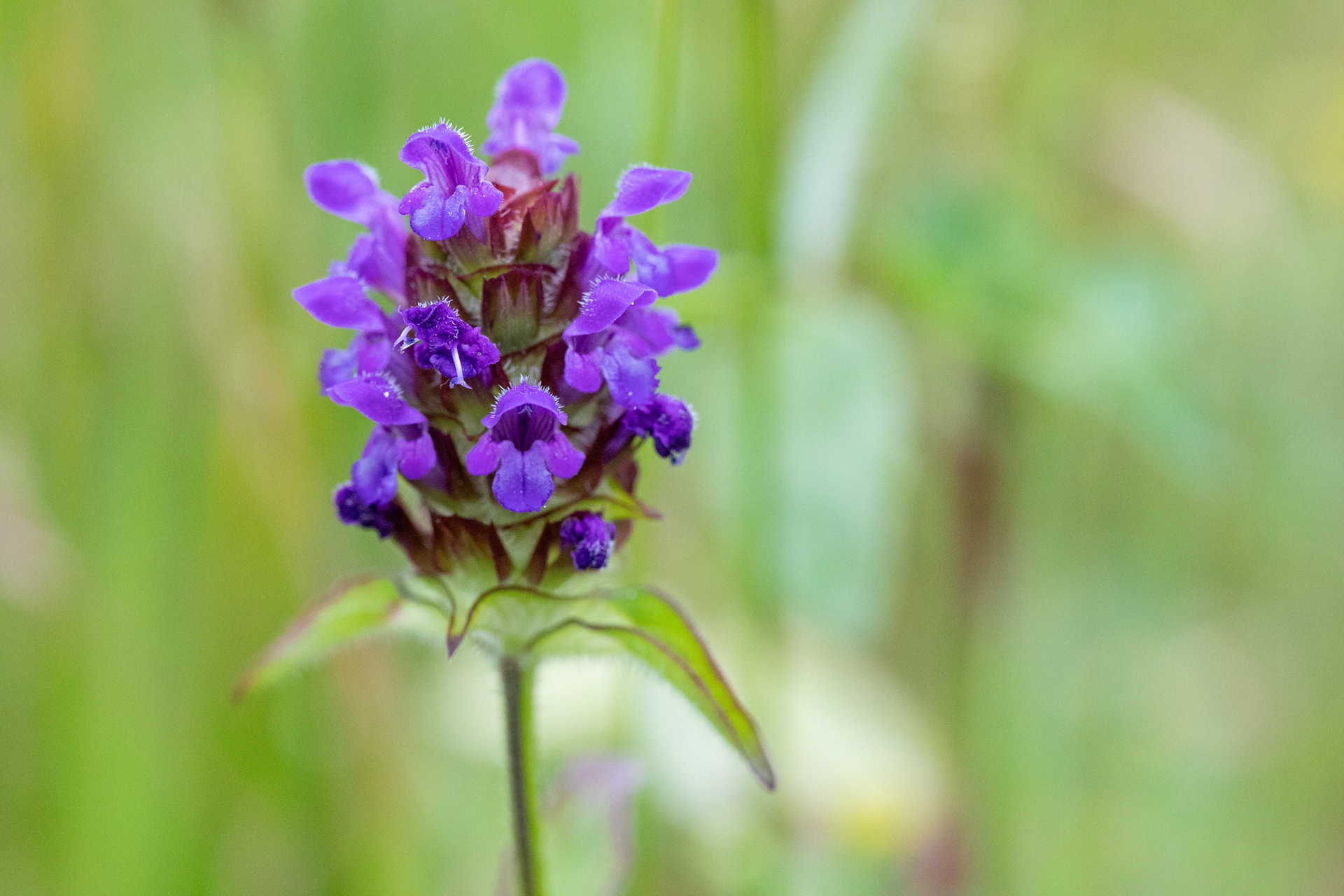 Self-heal