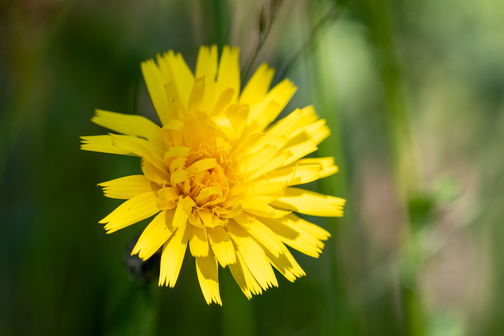 Hawkbit
