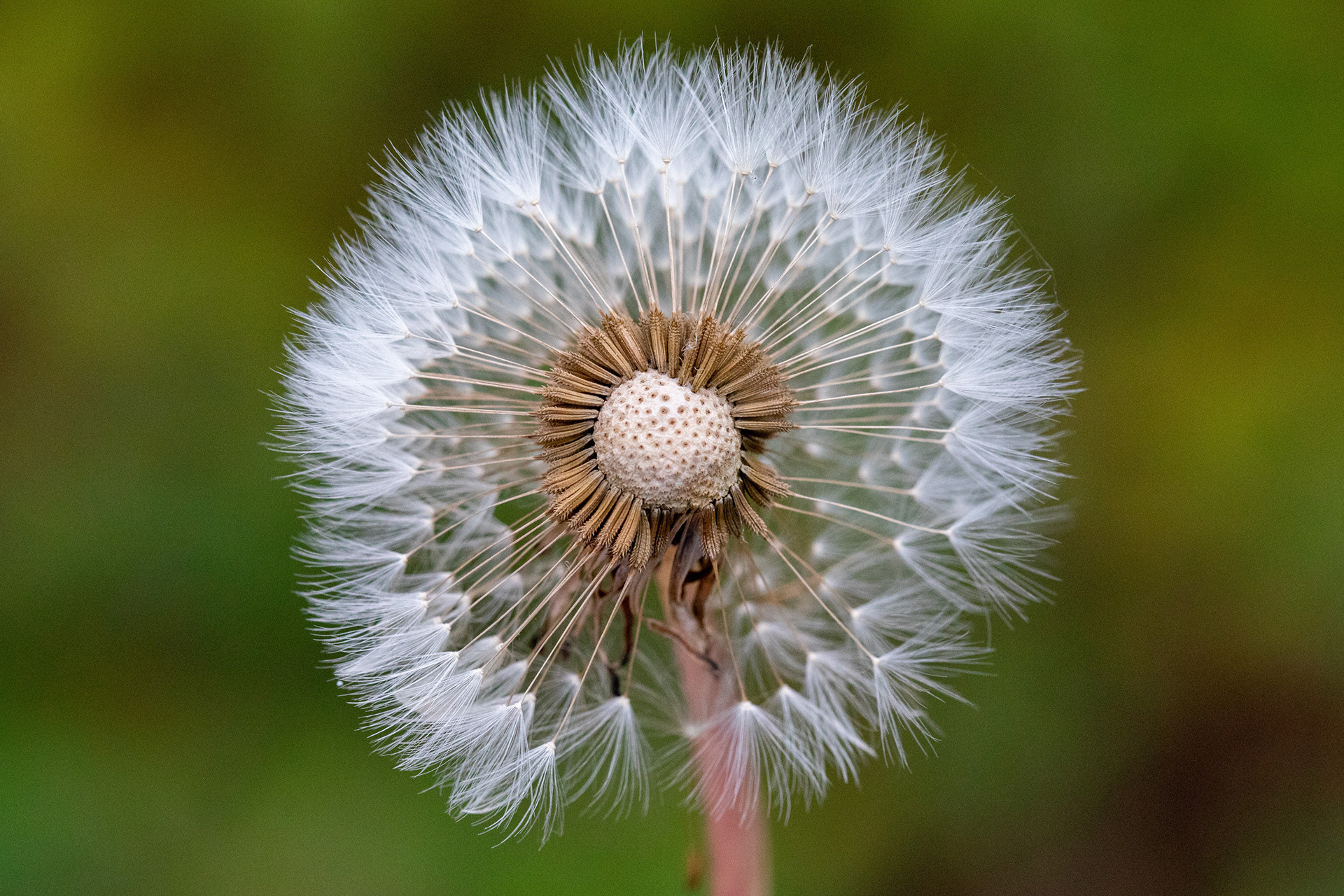 Dandelion